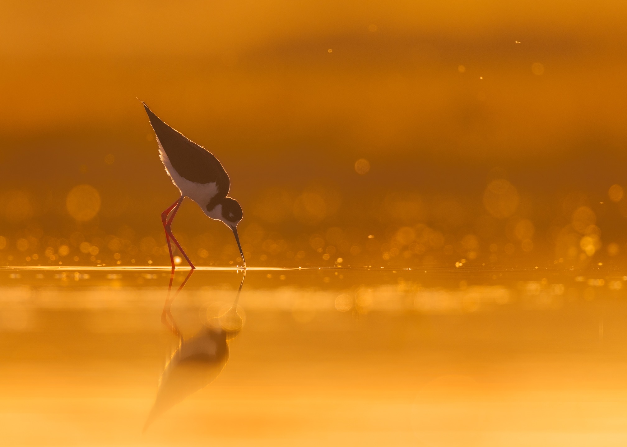 The most elegant shorebird if we are excluding the avocet beak!