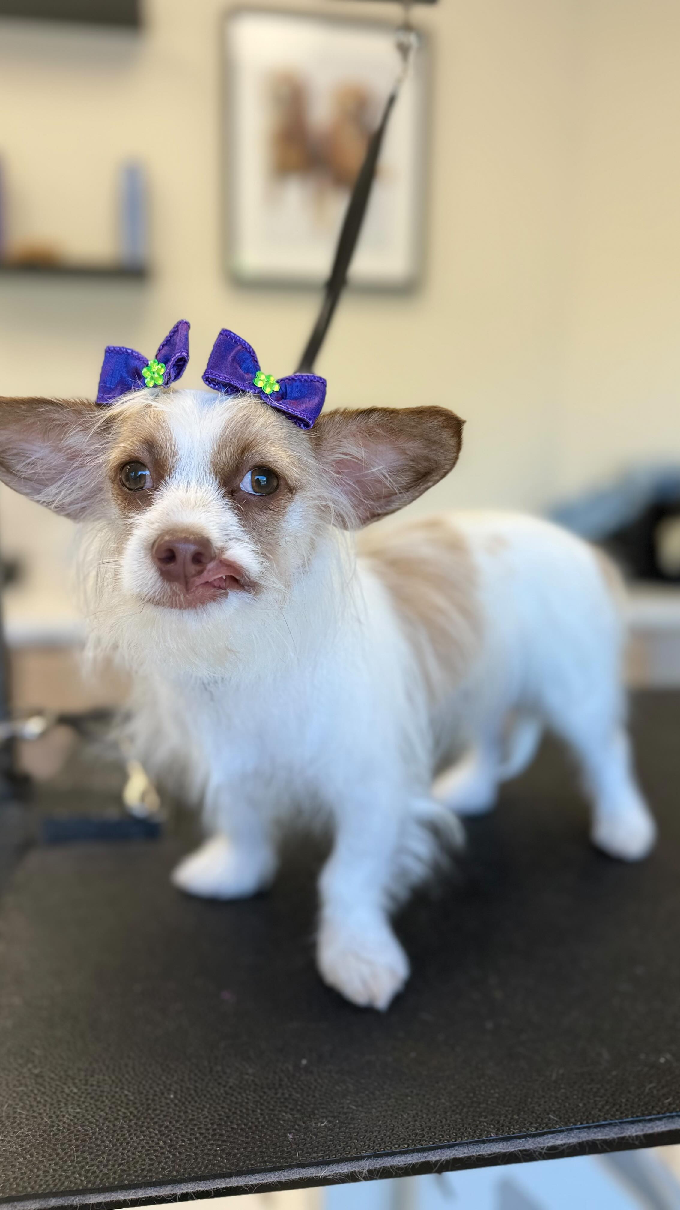 Time spent with Eevee is to special not to share 💜 This little lady was such a joy during her first spa day at Tailored Tails ! 🫧🦄🪽
@dogsbyjordan