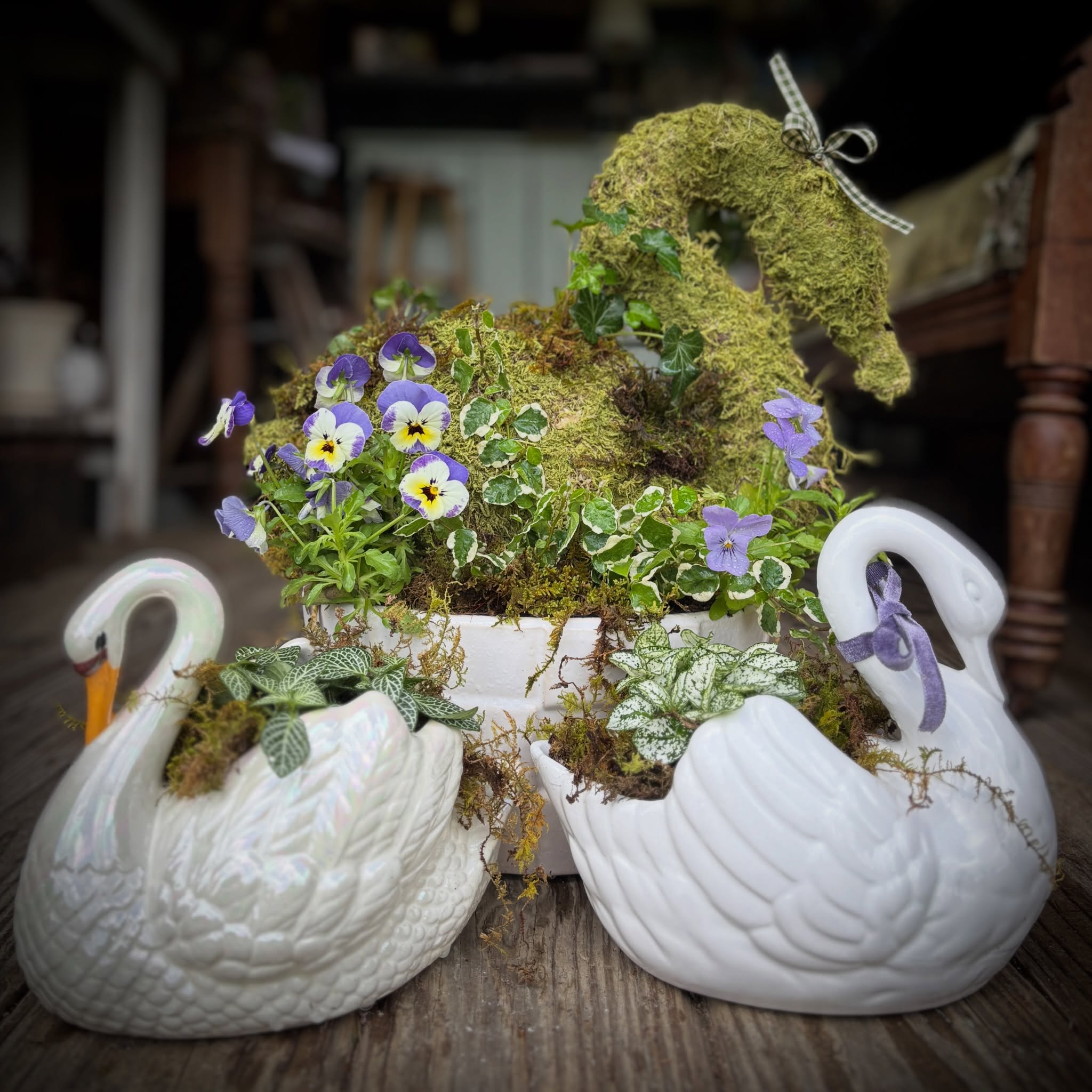 Swans "R" Us
Well, some swans, not all swans. 🦢
Available now, on the Flower Truck or place a special order for pick up.
Flower Truck Hours
Monday-Friday: 8:00am-6:00pm
Saturday: 9:00am-4:00pm
Sunday, 10:00am-3:00pm
(or by appointment/chance)
Venmo/Cash
​​
Want to know if something in particular is available. Text me: 443-813-0229, I am happy to help.
ALSO...Check your Spam if you subscribed to my email list (on website) and did not receive yesterday's email. You know how that technology can be- fickle.