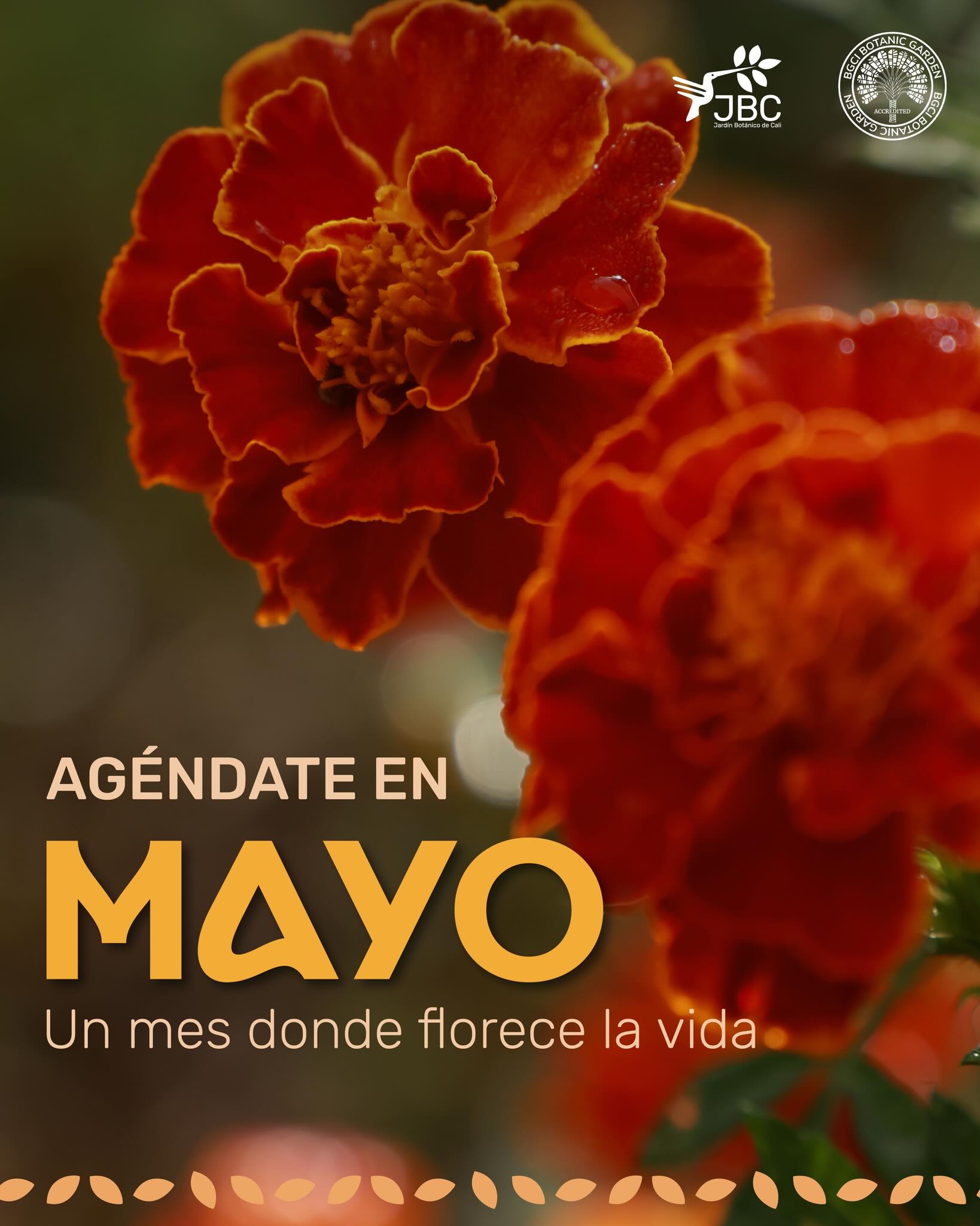 ¡Mayo viene cargado de
oportunidades para conectarnos con la naturaleza!
🌿✨
Desliza para conocer nuestra agenda del mes y
prográmate. Cada taller, recorrido y encuentro es un
espacio diseñado para que juntos fortalezcamos
nuestra alianza por la biodiversidad de nuestra región.
¿A cuál de estas actividades te vas a sumar? Etiqueta
a tu parche. 👇
#JardínBotánicoDeCali #AgendaMayo #Conservación
#CaliCo #Biodiversidad
