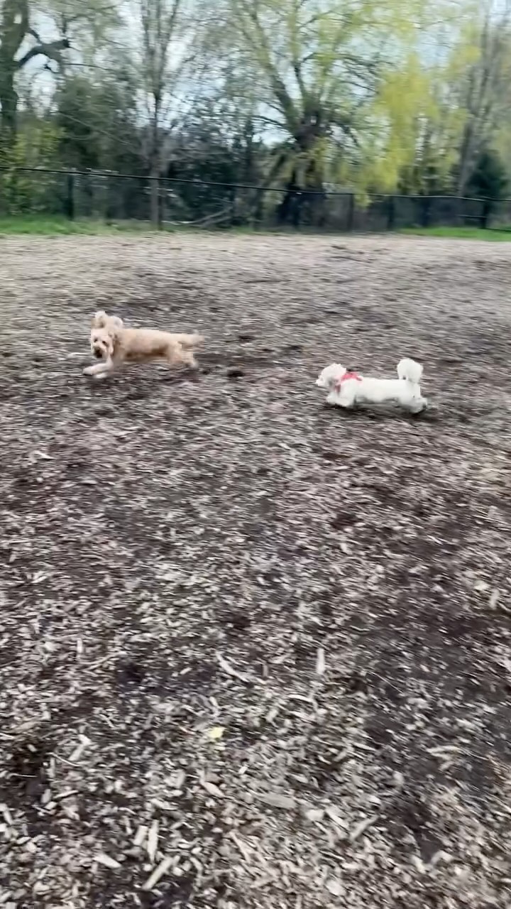 This HAS to be what it sounds like in their head 🥹
#dogparkfun #dogsofinstagram #bramptondogdaycare #wigglewagdaycare #bramptondogs