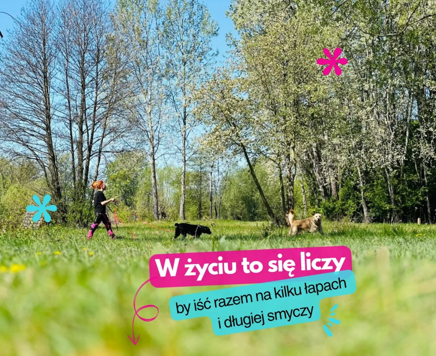 W Merdu-Merdu spacer to standard, a nie luksus!
Często pytacie, czy psiaki wychodzą na spacery. KAŻDY pies, KAŻDEGO dnia wychodzi z nami w po za teren hotelu.
Uważamy, że spacer to nie jest szybkie "siku i do domu". Wykorzystujemy piękną pogodę i okoliczne zielone tereny, by każdy podopieczny mógł wybiegać się na długiej lince, powęszyć w trawie i nacieszyć nos wiosennymi zapachami. Nieważne, czy Twój pupil przyjeżdża na weekend, czy na dłuższe wakacje – długa linka, zielony teren i uważny opiekun to u nas codzienność.
Ponieważ bezpieczeństwo jest dla nas bardzo ważne, korzystamy z długich linek, które dają psom swobodę, a nam kontrolę nad sytuacją. Szczęśliwy pies to taki, który ma okazję do swobodnej eksploracji u boku uważnego opiekuna.
A Wasze psiaki jak reagują na pierwsze wiosenne kwiaty i wysoką trawę? Szaleją z radości czy raczej spokojnie analizują każdy zapach? 🐾
#merdumerdu #hoteldlapsowwarszawa #odpowiedzialnyopiekun #hoteldlapsownowydwormazowiecki