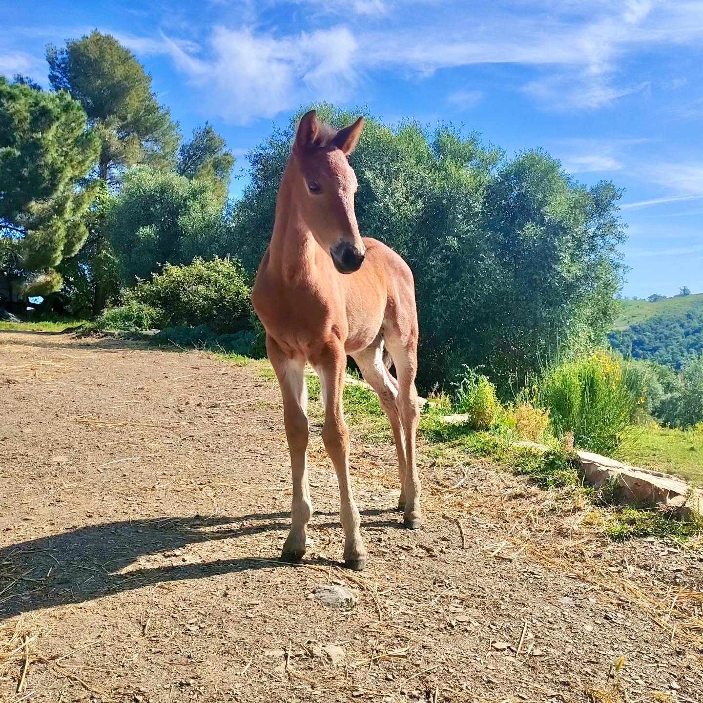 Ancora all’inizio,
ma già piena di presenza.
Uno sguardo curioso,
attento al mondo che la circonda.
Ogni giorno cresce,
non solo nel corpo,
ma nella sicurezza di sé.
Libera di muoversi,
libera di osservare,
libera di imparare
nel ritmo naturale del branco.
È così che nasce la fiducia –
senza pressione,
senza aspettative.
Solo tempo, spazio
e la possibilità di essere semplicemente puledra🌿🐎
Noch am Anfang,
und doch schon voller Präsenz.
Ein neugieriger Blick,
wach für alles, was sie umgibt.
Jeden Tag wächst sie –
nicht nur körperlich,
sondern auch in ihrem Selbstvertrauen.
Frei, sich zu bewegen,
frei zu beobachten,
frei zu lernen
im natürlichen Rhythmus der Herde.
So entsteht Vertrauen –
ohne Druck,
ohne Erwartungen.
Nur Zeit, Raum
und die Möglichkeit, einfach Folen zu sein🌿🐎
#LePuledraieDiSterpeti #CavalloMaremmano #Maremmano #Maneggio #Passeggiateacavallo Fohlenzeit PuledroMaremmano
ethologie ethologieequine
CrescitaLibera CavalliInLibertà VitaNelBranco
gesundePferde healthyhorses
HorseCenteredBreeding
Maremma PrimaveraInMaremma
relazione rispetto EquitazioneEtologica
