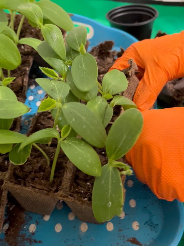 Transplanting day! Cucumbers, yellow beans and sugar snap peas and moving on up to a bigger pot! If Toughnut doesn’t get to them before I do! #thistlehousefarm #carefarm #gardening #homesteading #spring