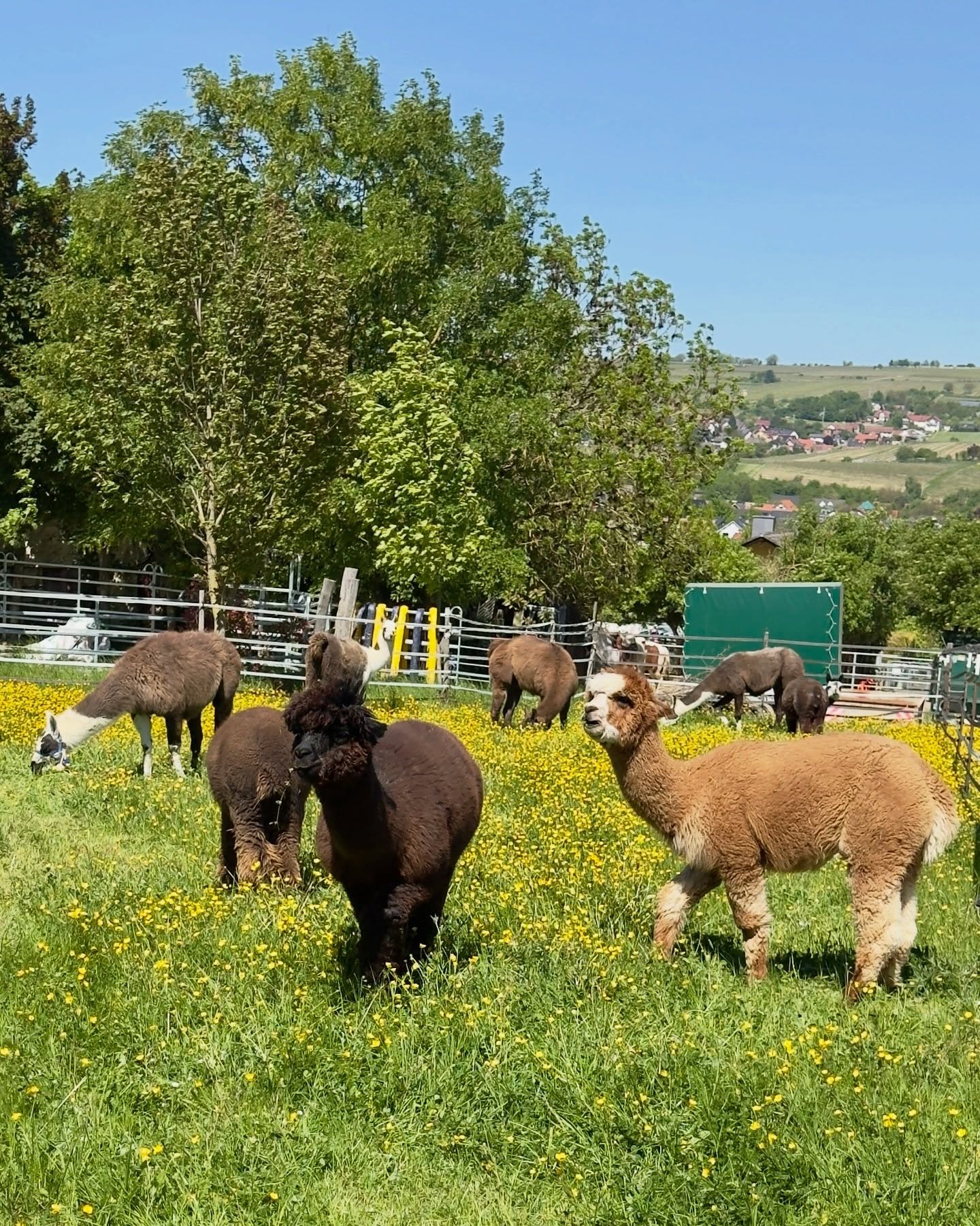 ☀️
Freunde 🤗
Weide ✅ check!
Dusche ✅ check!
Chillen ✅ check!
Fressen ✅ check!
Welche Tagesordnungspunkte habt ihr heute so abgearbeitet?
Beste Grüße,
🫏🦙🐢die Jungs und 🐢Evchen
#lamas #alpakas #esel #schildkröten #tieremachenglücklich