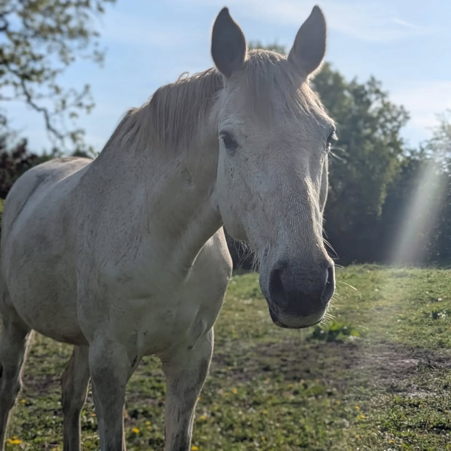 π€ Something a bit different π€
We have the pleasure of caring for Pea, Paddy, Opie, Ned and Hugo for the weekend! π΄
Best job EVER π₯°
.
.
.
#horses #horsesofinstagram #petsitting #professionalpetsitter #nantwich