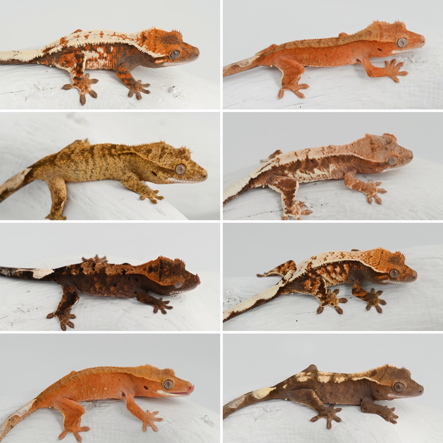 A fresh round of auctions on @morphmarket wraps up around 3:00 PM ET today. There’s some serious heat in this lineup. These aren’t filler animals, they’re built for breeders looking to push their projects forward.
If you’ve been waiting for the right piece to level up your collection, this is your shot.
This auction extravaganza includes Het Axanthic Cappuccinos and Frappuccinos, High-White Sables, Highways, Hypo Red Phantoms, XXX Halloweens, and more.
#crestedgecko #crestedgeckosofinstagram #cresties #morphmarket