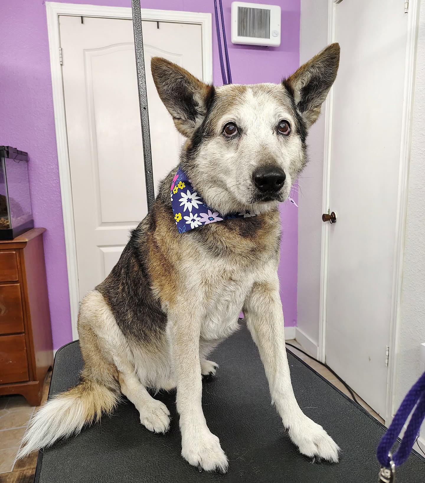 This sweet senior got a refreshing deshedding treatment and left feeling light, clean, and so much more comfortable ✨🐾 Gentle care makes all the difference for our older pups.
#heeler #deshedding #luxurydoggrooming #sanmarcostx #seniordog
