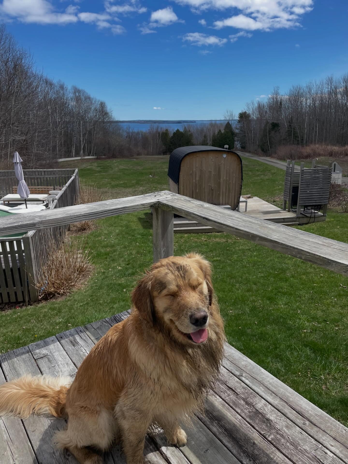 LewisNclark is pretty excited about the motel and hopes to be an intern this summer. We open for the season May 29th. #lincolnvillemotel #maine #sauna #goldenretriever