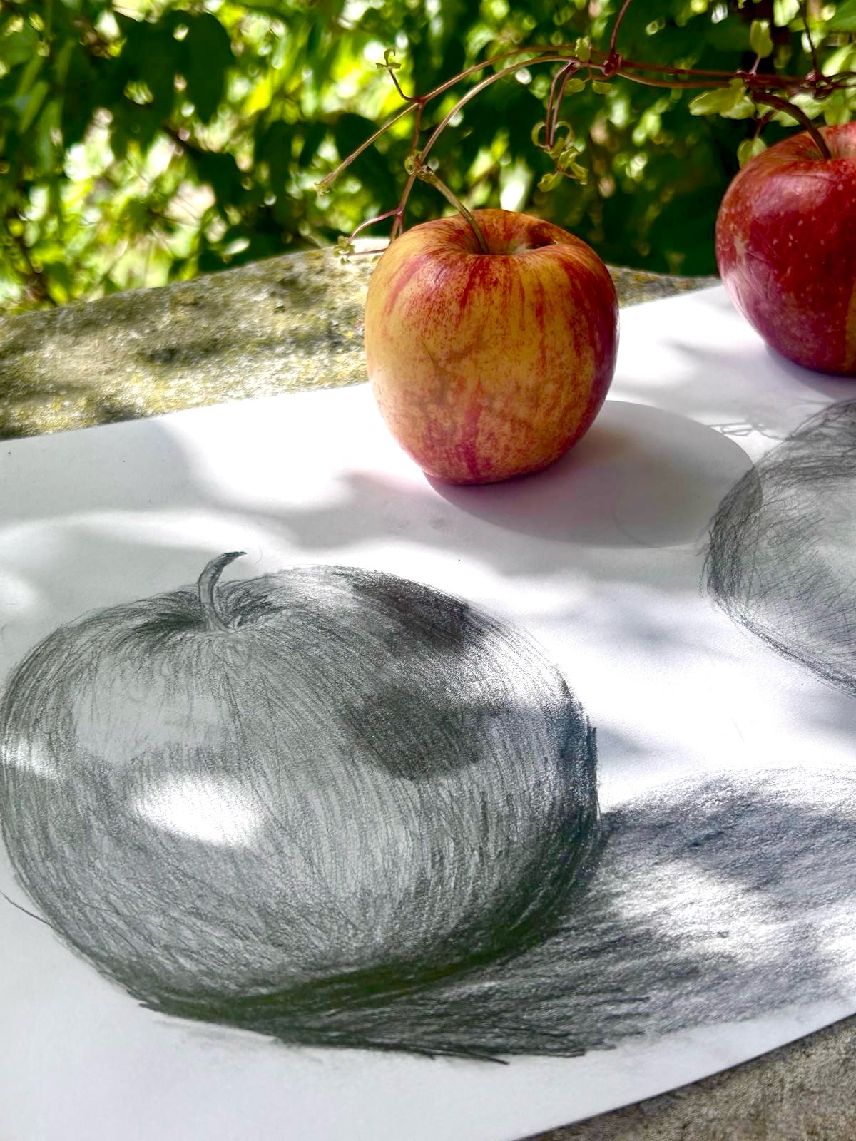Observation drawings of apples from different angles 🍎✨
Exploring the elements of art—line, variety of tone, pattern, detail, directional line, form, and scale. Students worked with 2B, 4B, and 6B pencils, refining their blending skills using blending tools and experimenting with techniques like stippling, cross-hatching, and expressive mark making.
Fantastic outcomes, with strong realism and a clear sense of 3D form. We also discussed the importance of drawing from natural forms—an approach embraced by many traditional masters in still life. The humble apple remains one of the most iconic subjects of all time, continuing to inspire across art, culture, and design.
#enfield #enfieldmums #northlondonmums #chesnut #broxbourne