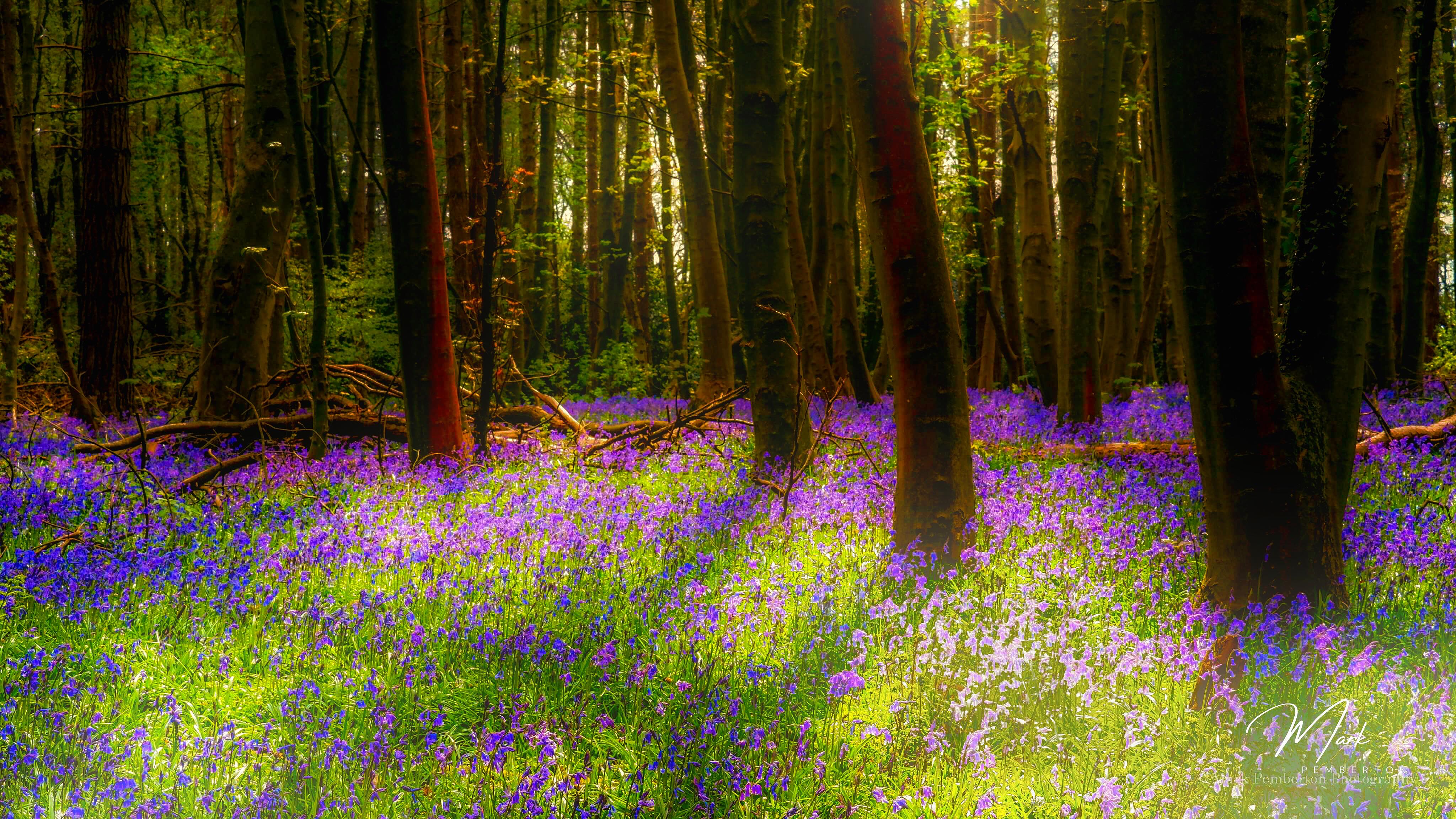 Feels like something magical is happening this weekend #bbc_midlands #bluebellsofinstagram #bluebellseason #warwickshire