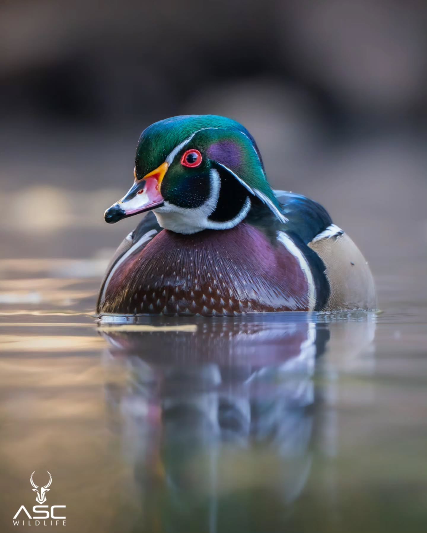 Here's a handsome wood duck portrait I captured a few years ago in Colorado., you can't tell me these aren't one of the coolest looking ducks!
Happy Friday!
Photography by @ascwildlife
.
.
.
#wildlifephotography #woodduck #colorado #duck #wildlife