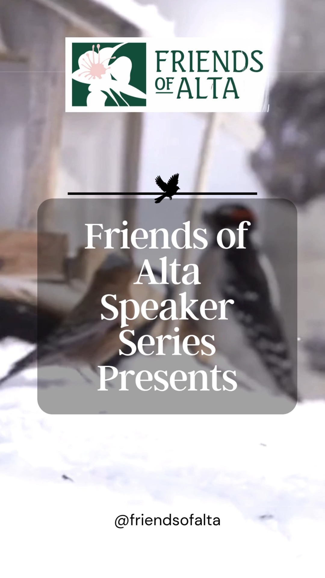 Join Friends of Alta and wildlife conservation biologist Shawn Pladas for an insightful session on the Black Rosy-Finch's. Shawn will introduce the species’ background, highlighting important knowledge gaps and ongoing threats that impact its survival. Learn about innovative research approaches used to address these gaps, including RFID tracking and stable isotope analysis. Shawn will also share exciting details about new studies involving the Motus Wildlife Tracking System and bird tagging efforts, offering a glimpse into how technology helps scientists monitor movement and behavior. This event is a great chance to discover more about this elusive alpine bird, the challenges it faces, and cutting-edge conservation efforts underway to protect it.
Whether you’re a bird enthusiast or simply curious about local wildlife, this talk promises to be both informative and enjoyable in a relaxed setting. Come for the science, stay for the atmosphere!
Fisher Beer is a 21+ venue, so you’ll need to bring a valid driver’s license to attend.
📆May 20, 2026
⏰ 7:00 PM to 8:00 PM
📌 Fisher Brewing Company - Salt Lake City, UT
💵FREE event but registration encouraged
Link in bio or https://events.humanitix.com/a-close-up-on-black-rosy-finch-research