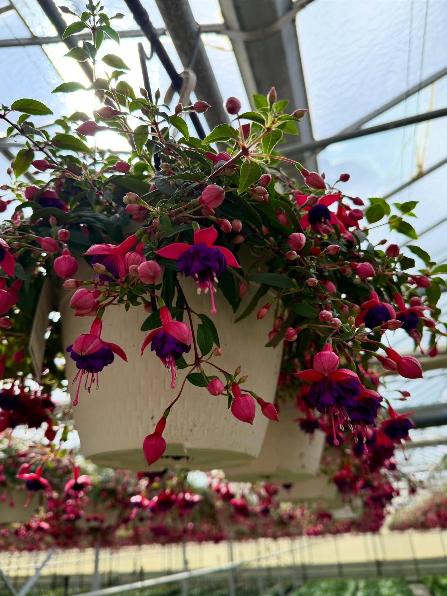 May Day marks the return of spring!
A tradition rooted in leaving baskets of flowers on a neighbor’s doorstep-a gesture of goodwill and joy.
Our greenhouse-grown hanging baskets are ready to be shared!