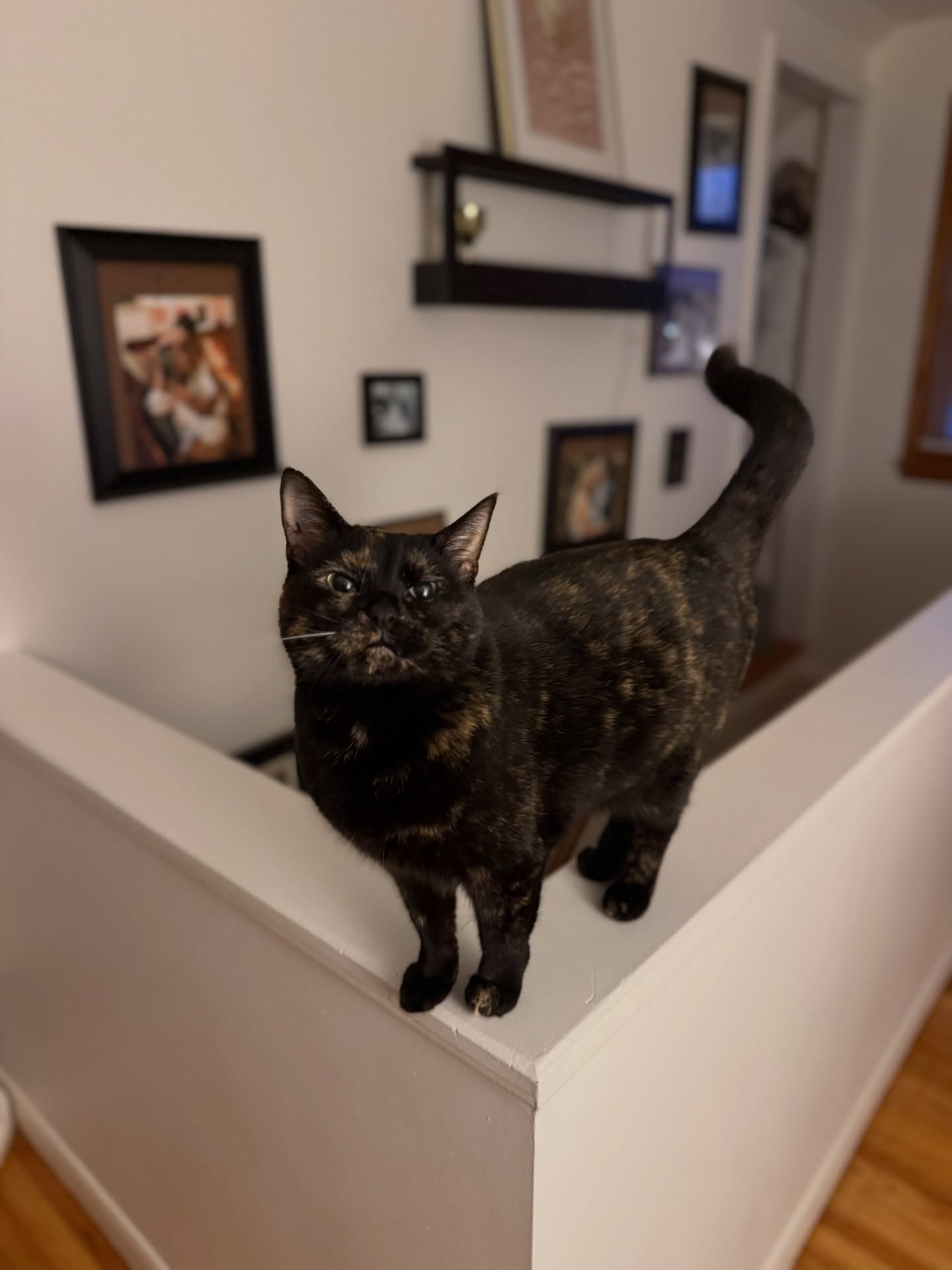 Help me welcome Garby to the pack 😻
She’s the sibling of Otto and Mia, and the sweetest gal 🖤
Fun fact: I grew up with cats, have two of my own, and consider myself *that* “cat lady.” Many people are surprised to hear I never grew up with dogs or have had one of my own, since I primarily care for them, but it’s been a fun journey learning about different breeds! Whenever I get the chance to care for a cat, my inner whisperer comes out & it’s fun for all!