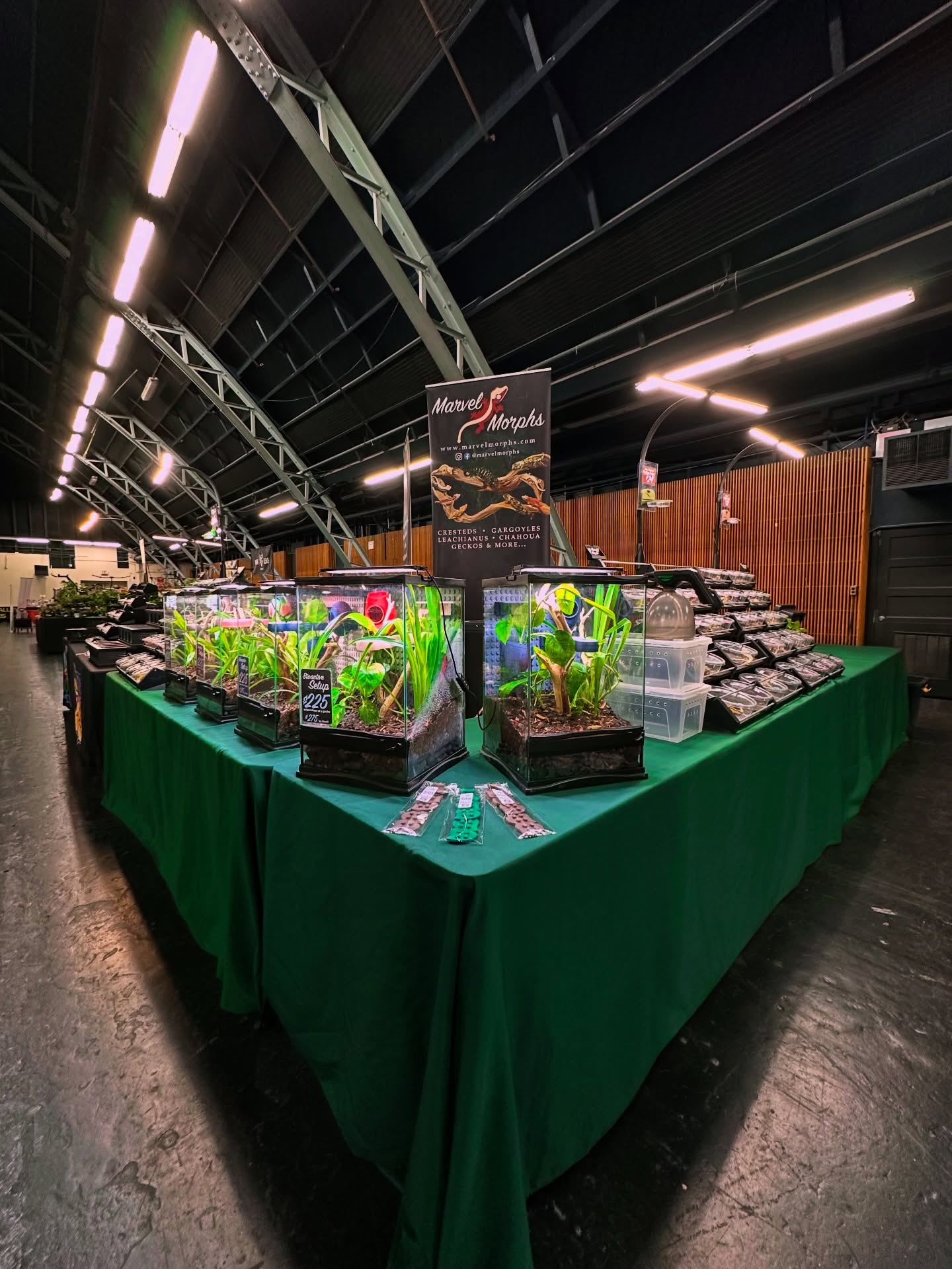 #marvelmorphs at Santa Rosa reptile expo with #centralvalleyreptileexpo
Day 2 about to get started and ready to meet you all. Come by and see our #terrariumtile setups, the newest thing in the hobby! #nothinglikeit❤️