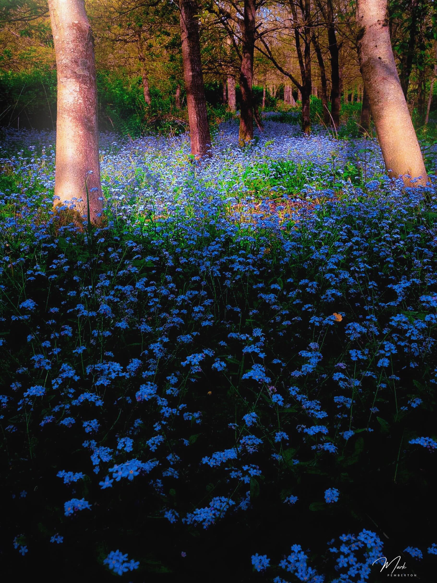 Even the woods are turning sky blue #forgetmenot #bbc_midlands #forgetmenots #bbccwr