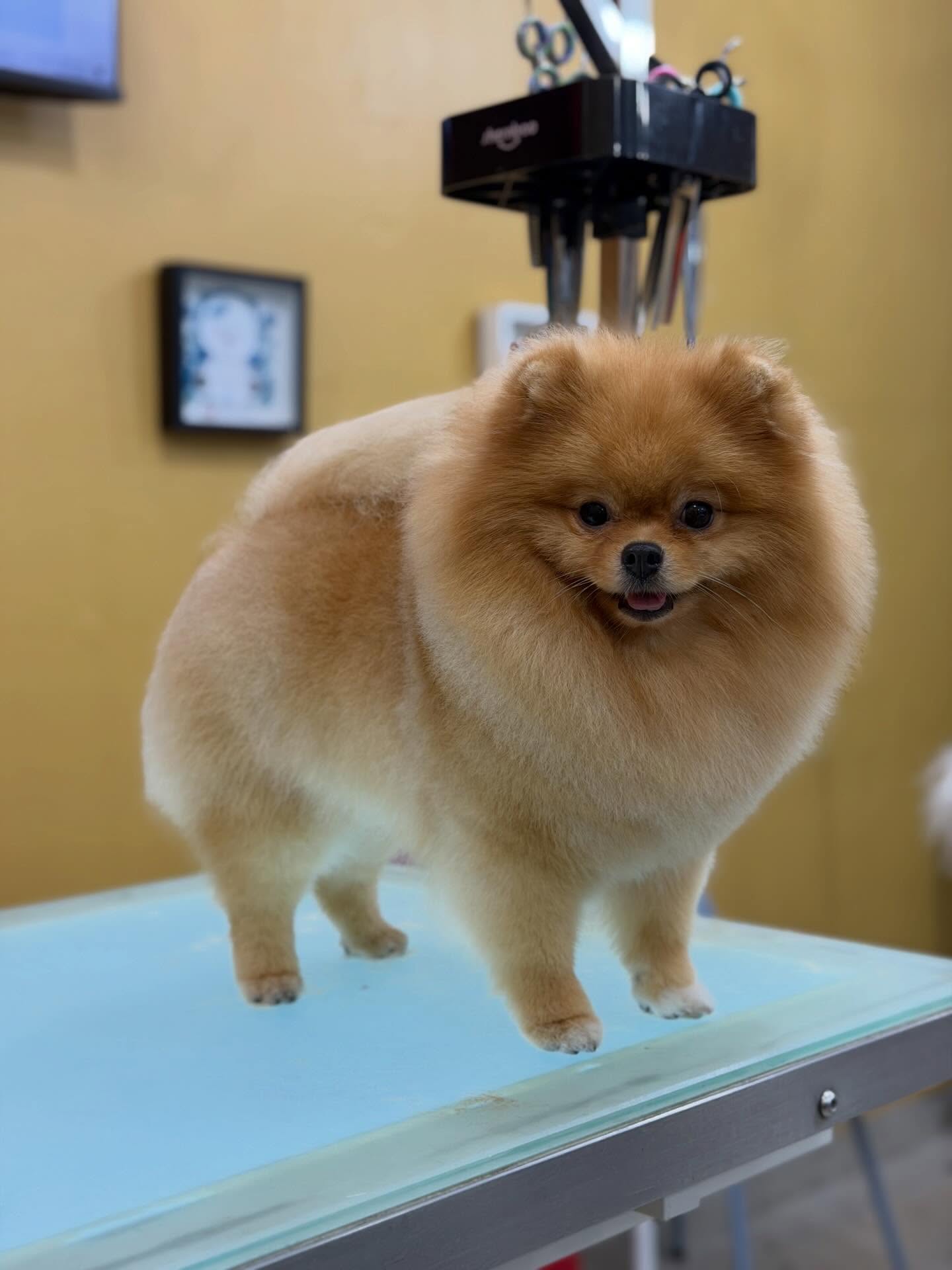 Un Pomeranian no solo debe verse bonito… debe sentirse bien desde la raíz de su piel hasta la punta de su pelaje. ✨🐾
En Studio Grooming trabajamos cada detalle:
✔️ Baño profundo con productos adecuados
✔️ Secado profesional (sin jaulas) para un acabado perfecto
✔️ Desenredo cuidadoso sin maltratar el manto
✔️ Corte que respeta la estructura de la raza
Porque un manto sano no es casualidad… es trabajo profesional.
⚠️ Recuerda: el Pomeranian necesita mantenimiento constante.
Dejar pasar tiempo = nudos, daño en la piel.
🔥 Agenda con tiempo. Los cupos vuelan.
👉 Reserva directo en nuestra web: www.studiogroomingpanama.com