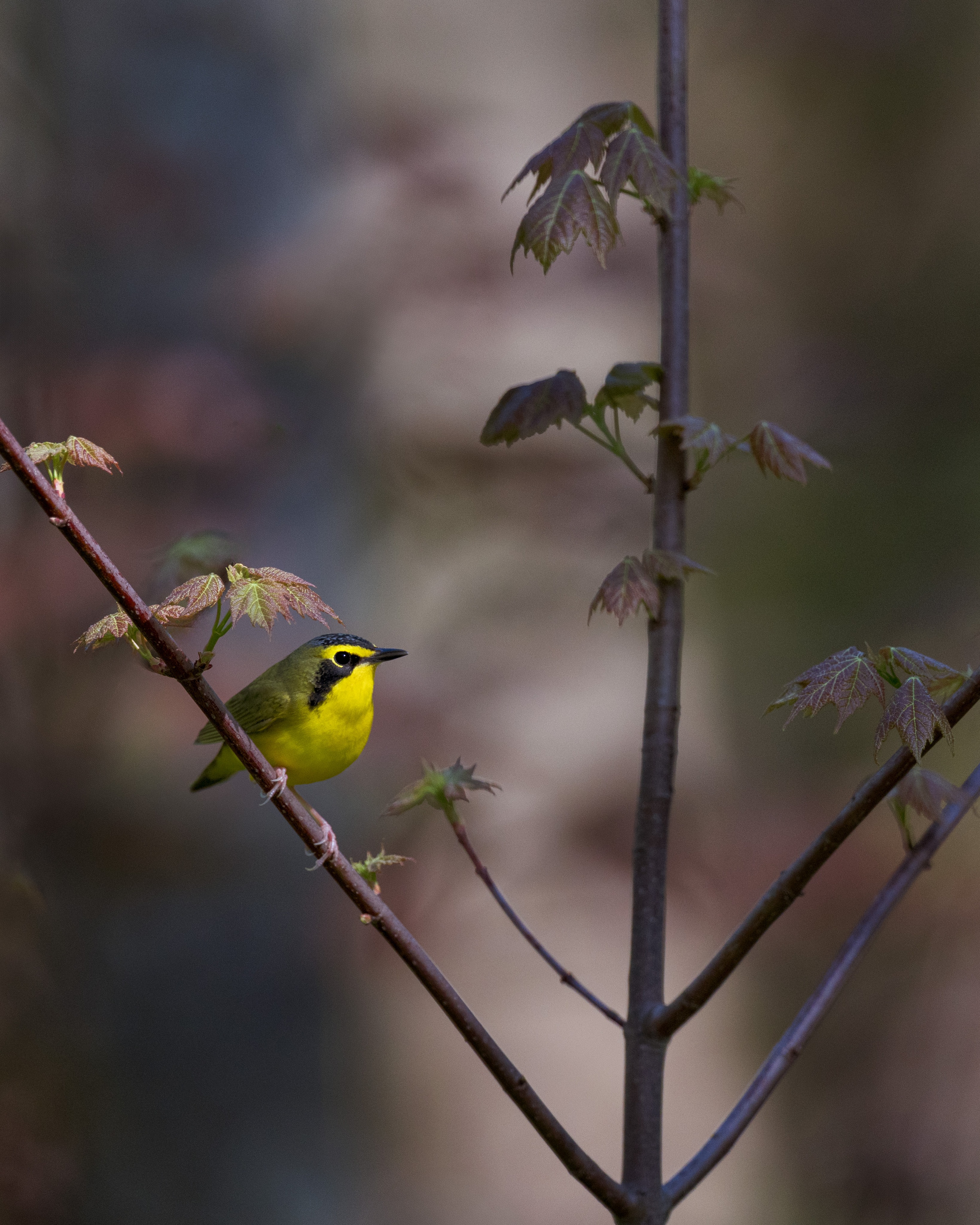 Kentucky Warbler in a Red Maple 🍁