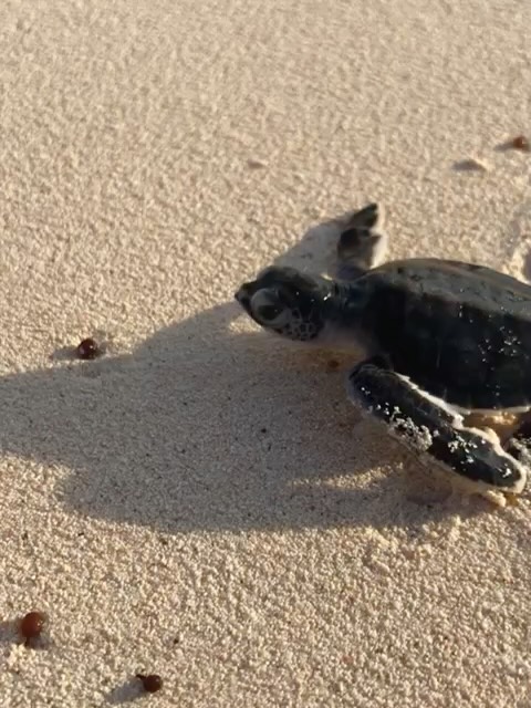 Feliz Dia del Niño! Have a look at these bebés del Mar Caribe seen through the lens of our instructor @jaximal . Super cute, right? Let’s do all we can to protect little creatures underwater so our little ones on the surface can see them in their natural habitat one day, not only in the books…
P.S. And we can do much more than we think we can 💪🏽
#noalcuartomuelle #protectwhatyoulove #diadelniño #tikilabeach #sísepuede