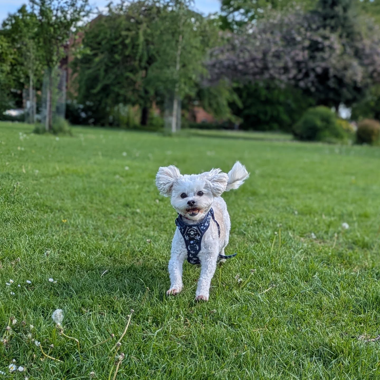 βοΈπ It doesn't get better than this πβοΈ
.
.
.
#dogwalking #dogwalk #doglover #springvibes #bestjobintheworld