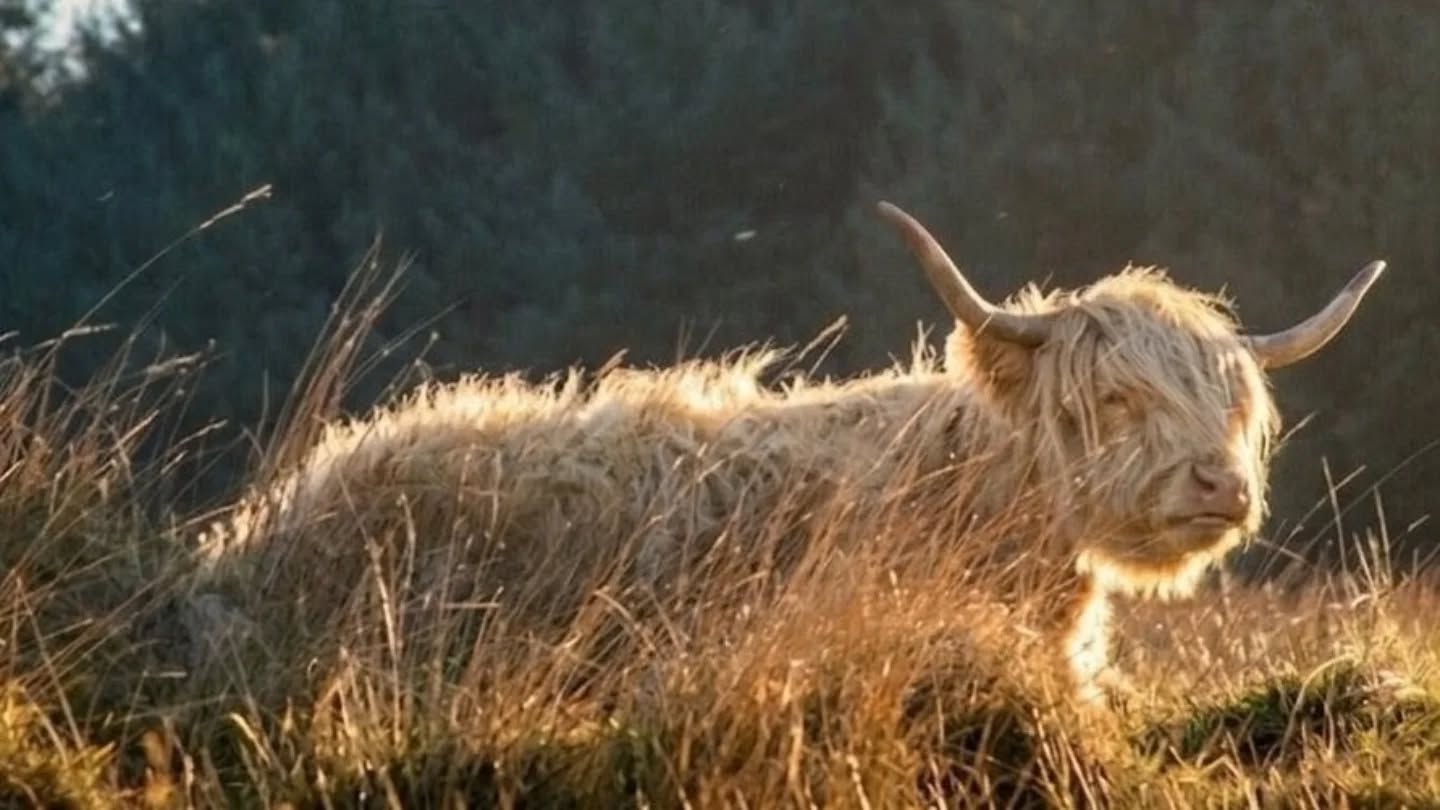 Native breeds (such as this beautiful Highland cow pictured enjoying the Borders sunshine) are far more than just livestock; they are "ecosystem engineers" that maintain the health of the rolling hills and moorlands. They are the perfect example of natural design.
Unlike modern "continental" breeds, native cattle (like Highlands, Galloways and Belted Galloways) have a digestive system adapted to coarse, "poor" vegetation.
By eating the tougher grasses and scrub that other animals avoid, they prevent delicate wildflowers and rare plants from being smothered. Their trampling also creates "microsites" in the soil for seeds to germinate, supporting a wider range of insects and birds.
The most striking evidence of their resilience is the ability to outwinter. This isn't merely surviving the cold; it is a specialized biological adaptation that allows them to remain on the hills year-round. They grow a thick, mossy undercoat for insulation and a long, oily outer coat that sheds rain and sleet, keeping their skin dry even in a downpour.
Their bodies are tuned to extract maximum energy from frosted, dormant vegetation, maintaining body condition in harsh conditions.with minimal feed.
For the farmer, this hardiness removes the need for costly winter housing making these native breeds a cornerstone of truly sustainable hill farming.
#nativebreeds #nature #biota #naturaldesign #cattle