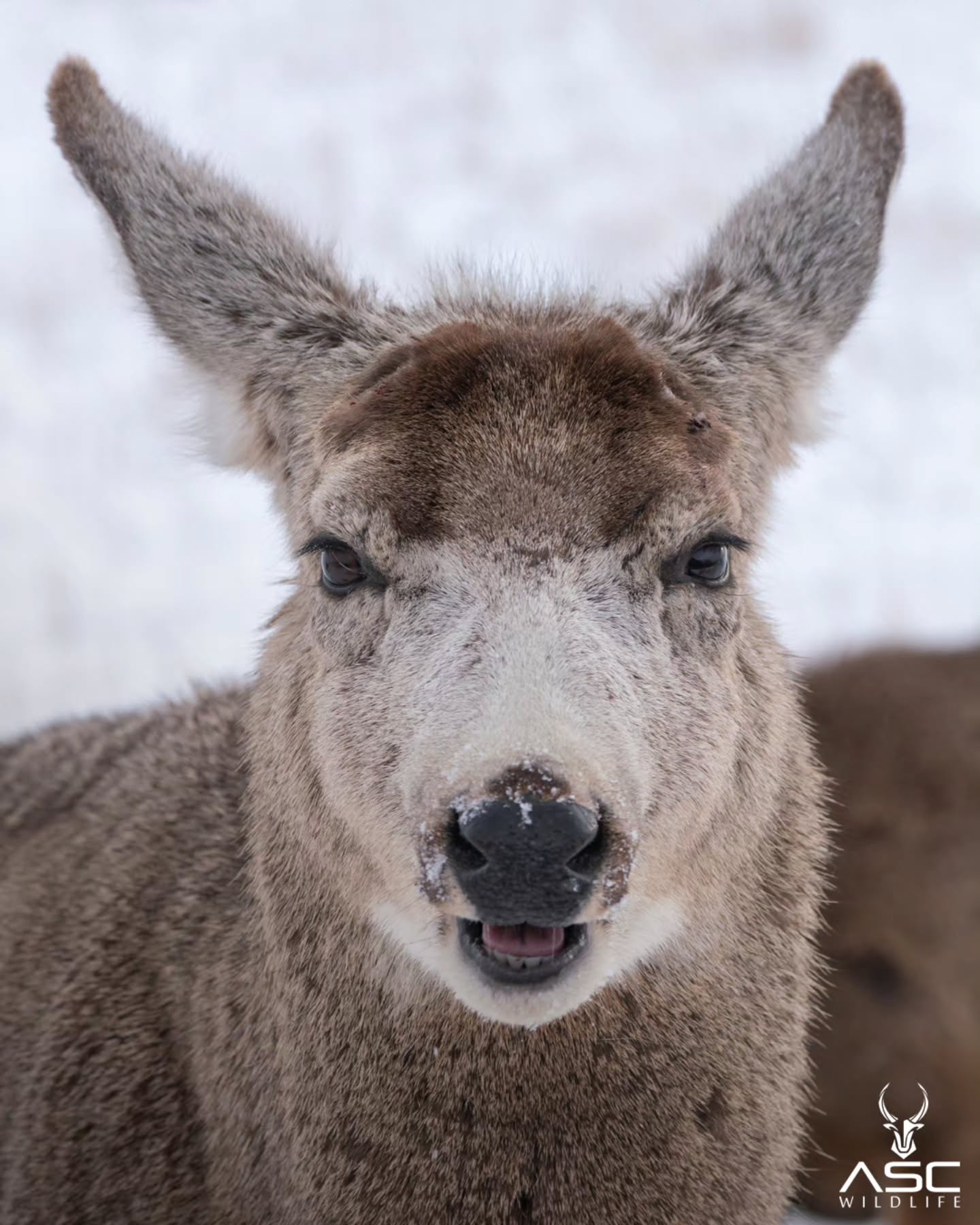 When a Buck's not bucking anymore.. He's probably relieved because of the lighter weight to carry around for a little while after he shed his large rack. Looks happy to hang with the boys again.
Photography by @ascwildlife
#denverwildlife #buck #deer #muledeer