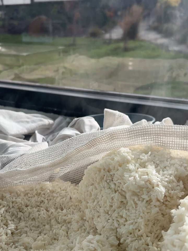 The mornings and evenings have become particularly cold. But in koji making, it's the start of the best production time of the year, through the spring.
The koji production Day 2: the koji spot was activating overnight, creating heat on its own and producing a sweet, beautiful aroma. When the rice is inoculating successfully, you will know straight away when you open the koji room door. These mornings are my favourite moments.
#kaokaomiso