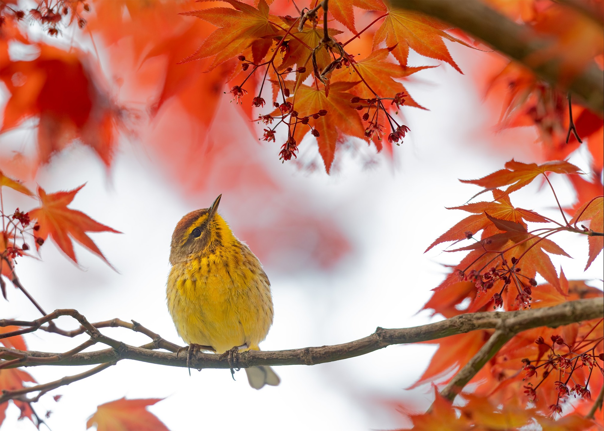 Palm Warbler in a Japanese Maple looking for snacks. 🐛