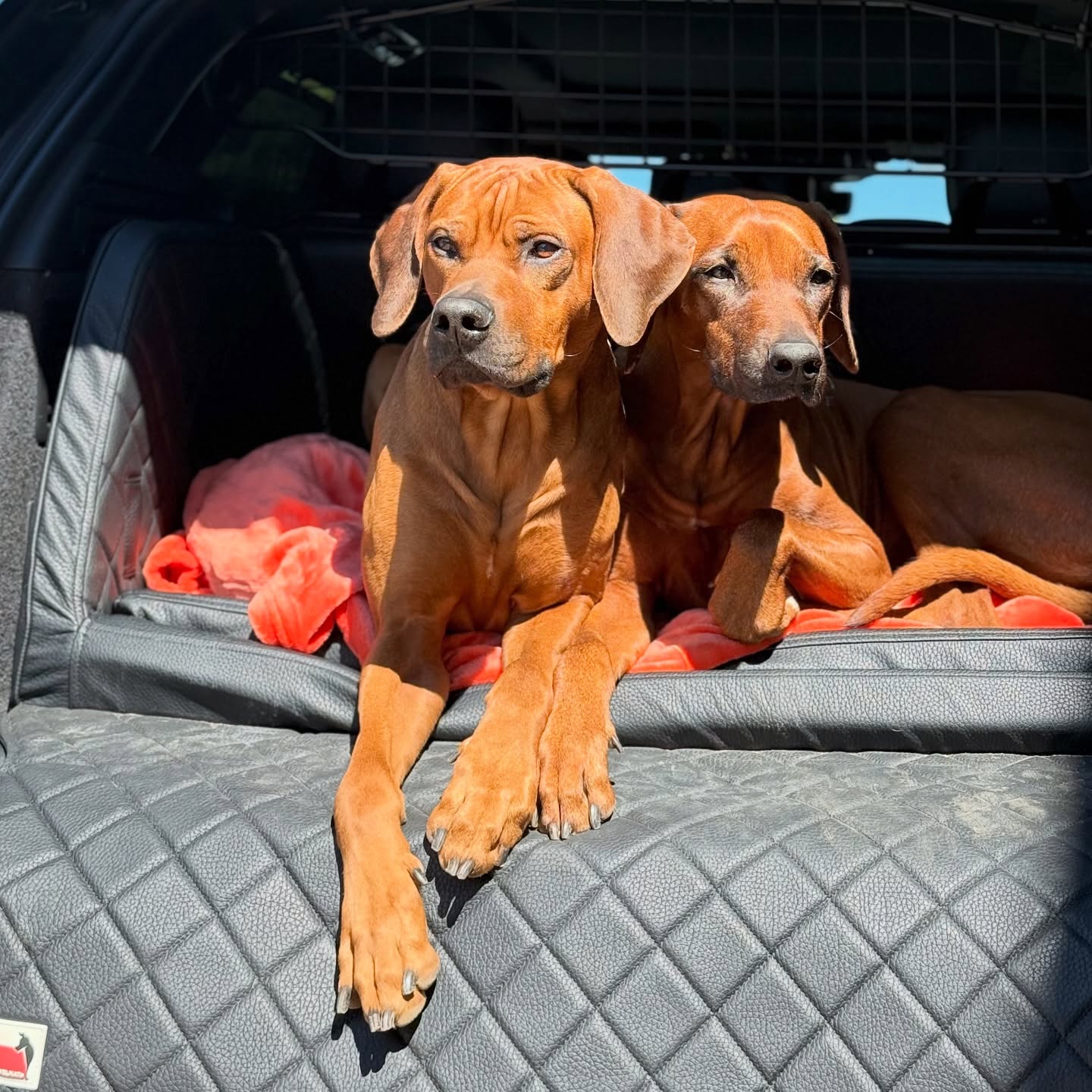 Können wir endlich los? 🚙💨 Schönes Wochenende ☀️
.
.
#ridgeback #doglover #doglove #hundeliebe #rhodesianridgeback