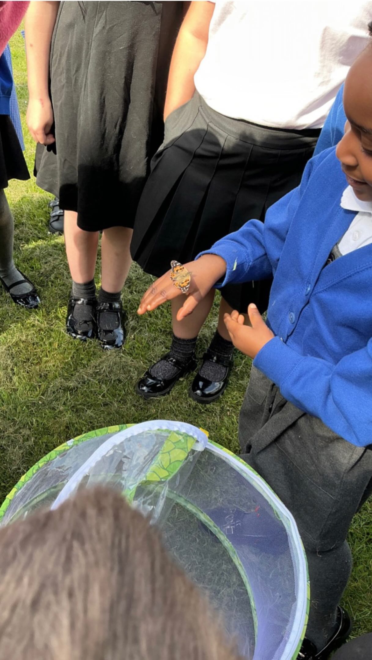 Reception have loved watching their caterpillars transform into beautiful butterflies ๐๐ฆ#stalbansceacademy #reception26
