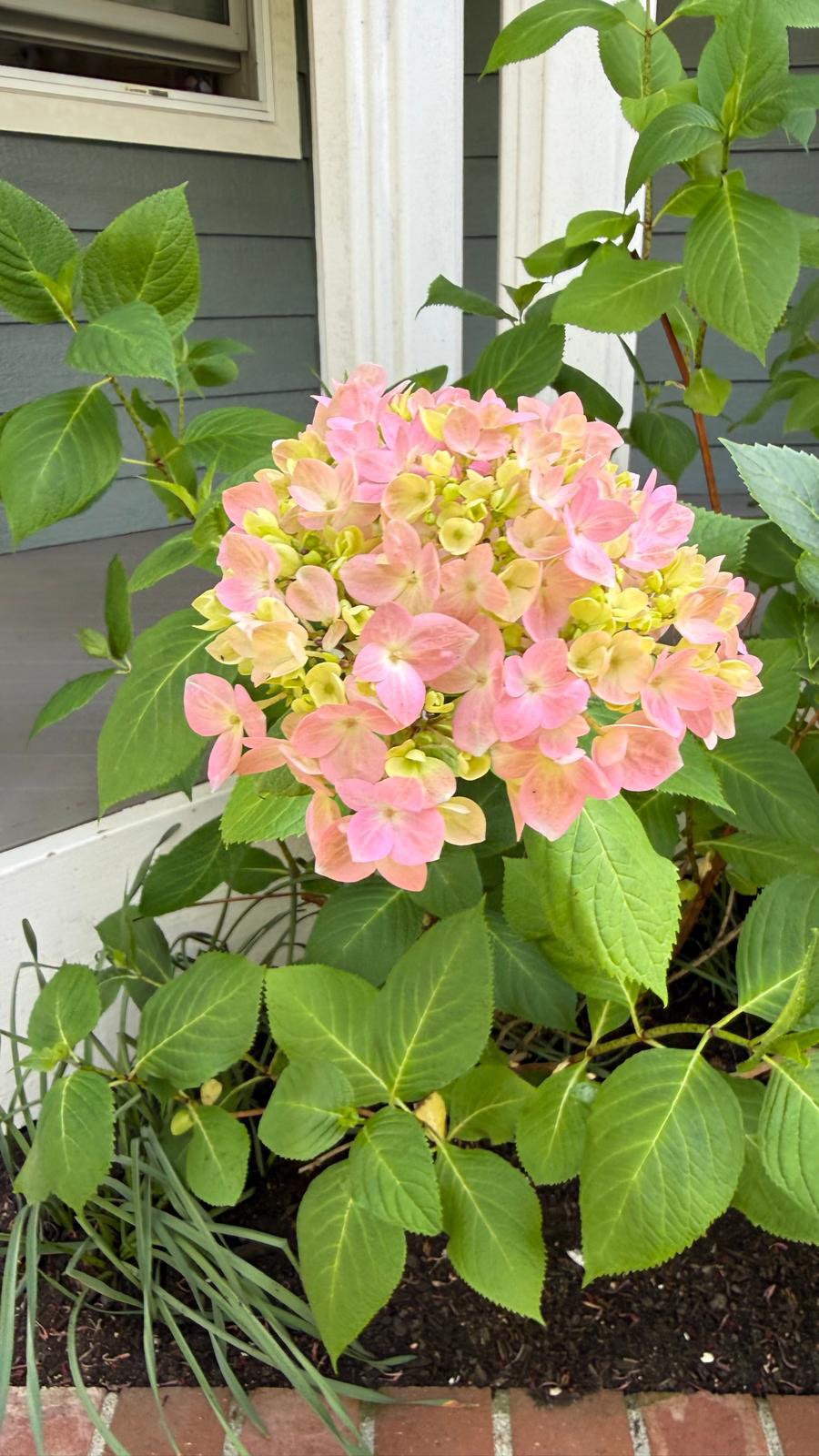 My first hydrangea is already in bloom - so early this year, and I’ll take that as a sign I chose the right feed.
My top three tips for happy, healthy hydrangeas: morning light with a bit of afternoon shade, generous watering, and a good quality fertilizer.
#hydrangealove #hydrangeaflower #flowergrower #howtogarden #whidbeyisland