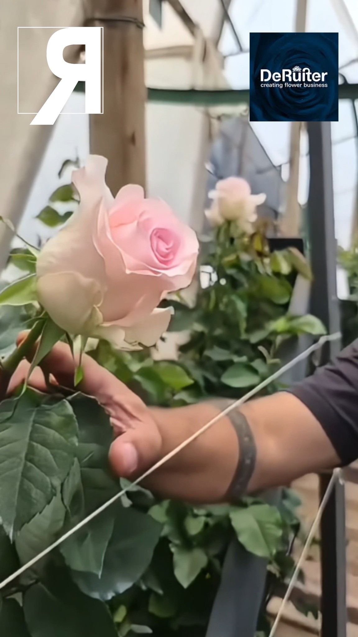 We visited our friends at De Ruiter Ecuador to explore what’s next in rose breeding.
In this visit, we take a closer look at two new SPEK codes, offering an early glimpse into the genetics, performance, and market potential behind the next generation of varieties.
Behind every new code, there is years of research, selection, and strategic vision aimed at meeting the evolving demands of growers, exporters, and global buyers.
Innovation doesn’t start in the market.
It starts here.
Watch the full video and discover more about De Ruiter Ecuador and the breeding work shaping the future of floriculture.
@deruiterecuador
#DeRuiter #SPEK #RoseBreeding #Floriculture #FlowerIndustry #EcuadorianFlowers #Innovation #EcuadorYsusFlores