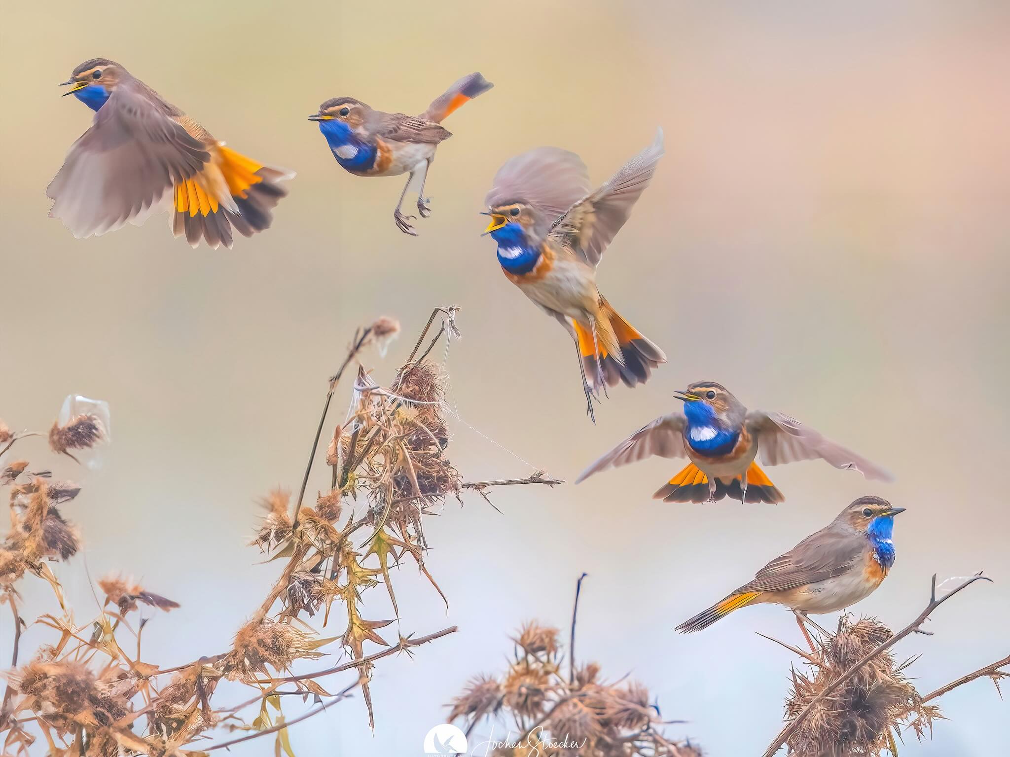 Flugstudie des Blaukehlchen fotografiert mit 800mm plus 1,4 fach Konverter.
Das Blaukehlchen lebt oft in dichtem Schilf oder Gebüsch. Sein Flug wirkt dort eher kurz und flatternd. Doch sobald es auf Reise geht, verwandelt es sich quasi in einen „Mini-Langstreckenjet“ – unscheinbar im Alltag, beeindruckend im globalen Maßstab.