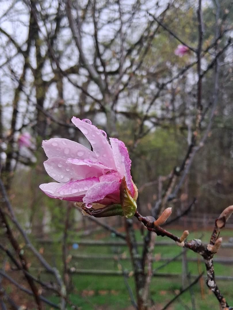 Soooo..... this little magnolia has scale. Ugh! Even though I have a ton of magnolia trees, I never knew what magnolia scale was until I saw big white patchy growths on one of my other big healthy magnolias and looked up what it could be... and I realized it probably originated from this Leonard Messel magnolia which has never thrived since planting it several years ago. This tree has actually has started to die off and have a black sooty substance on ALL the branches which is a tell tale sign of scale. Oddly though, the actual scale bumps are really tiny on this tree so I never really noticed them. But sure enough, once I knew what I was looking for, I saw it was covered in them. 👀 I hope it's not passed saving.😬 There is new growth at the base, so if worse comes to worse maybe it can regrow as a bush. Luckily, though, I realized all this in the early Fall and was able to do a foliage spray using Neem oil to eliminate the crawler stage of this parasite. And very early this Spring I did a Neem oil soil drench just for this tree - I won't do it on the other trees until after they have all bloomed because of the risk to pollinators. Interestingly, I also used a neem oil solution as a topical for the sheep after they were sheared because Cocoa had a spot of lice! Yikes! It's a really great natural solution for a lot of pests, I even use it on houseplants and succulents for things like aphids. Fingers crossed for this magnolia tree 🤞💔
#maine #magnolia #springblooms #pestproblems #naturalsolutions