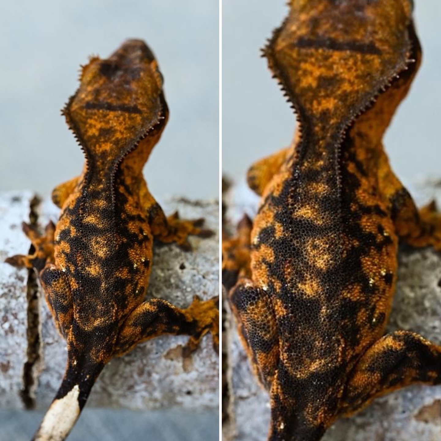 Cringer offspring with some intense contrast. What would you name him if he was yours?
That tiger patten is getting very close to jet black at this point.