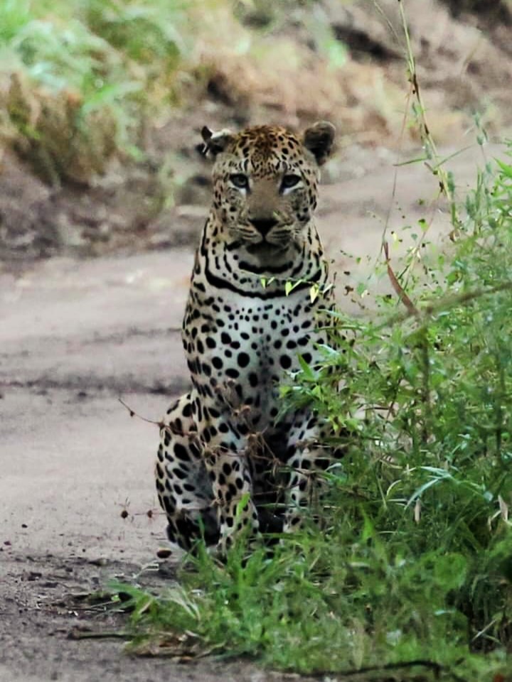 The Wildlife Diaries of a self driver in Malawi.
@majetewildlifereserve is green and thriving after the late rains of 2026.
This thriving conversation success from African Parks in the South of the Country is a highlight in itself.
Wildlife viewing hides, multiple self drive routes if you’re camping and on your own schedule - or game activities with your lodge of choice.
Check out some of the wildlife highlights from our guests Maaike and Nanno from this week!
