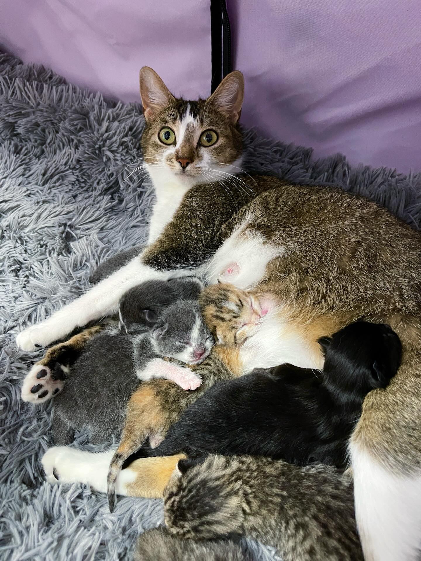 We want to address an important update regarding The Dodo’s repost of Hazel’s story. The video went live this evening on their social media platforms.
When they reached out weeks ago about re-editing and resharing, we were excited and asked them specifically to include that Hazel and all her babies were fully vetted, as are all our fosters. Unfortunately, the first time her story was shared, it was left out and we received a lot of flak for it.
There is a specific shot where a row of pink carriers are lined up in the kitten room with the kittens; that was their spay/neuter day. We asked them again this time to please include the message but unfortunately, they did not.
We always promote spay/neuter efforts and support spay-abort. This is a conscious choice in our rescue and we want to make sure everyone understands.
We are always grateful when our rescue’s stories reach new audiences; however, we want new people to know what we stand for, especially when it comes to spay/neuter, as it is the core of our mission.
Thank you for understanding 💜