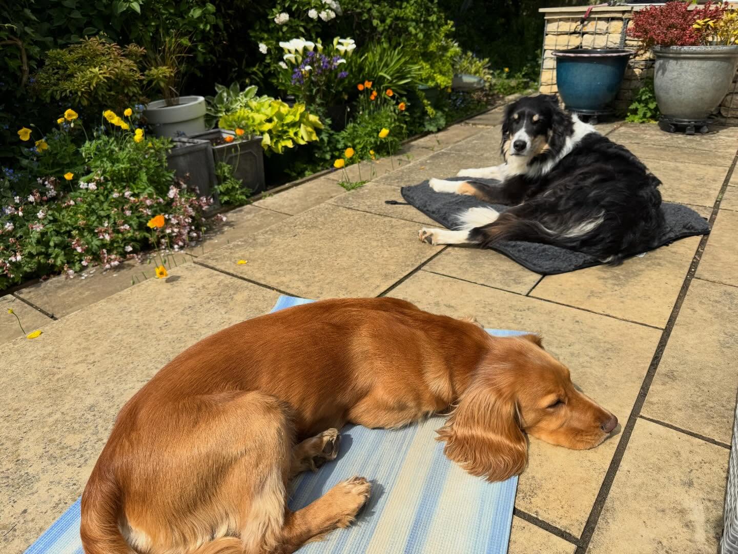 Me - lesson planning.
Dogs - resting!
It’s not too late to join us @bredonvillagehall tomorrow morning for some bank holiday yoga. Drop in session starting at 9.30am. #bredonyoga #morningyoga