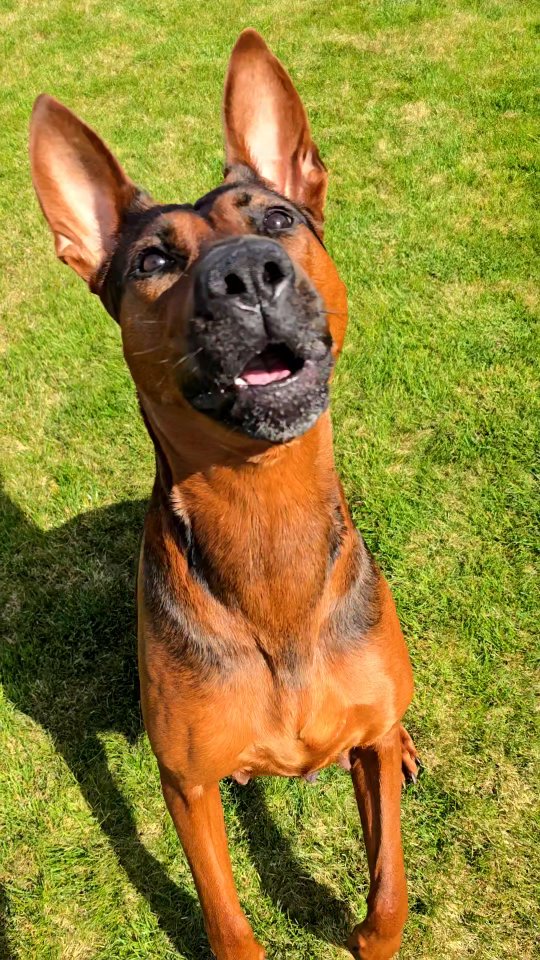 Protection without control is a liability.
-
Laizhou hong chinese red dog
-
Nothing for sale, DM to inquire about the breed!
-
dutch shepherd sighthound #rarebreed #protectiondog #chinesereddog beauceron schutzhund protection dog psa german shepherd guard dog trainer preservation chinese red dog #dobie