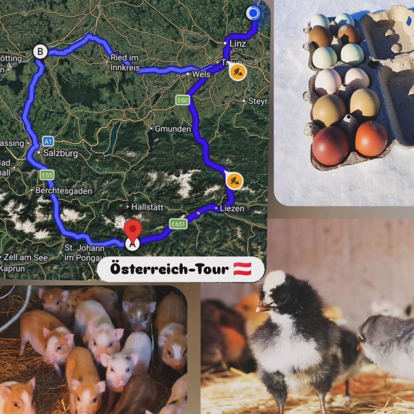 Du braucht noch ein Muttertagsgeschenk?
Am Sonntag 10.05 bin ich wieder unterwegs.
OÖ, Steiermark & Salzburg, stehen auf dem Plan.🇦🇹
Wenn du die Chance eines Treffens nutzen willst, gerne PN.
Je nach Emoji 🥚Bruteier,🐥1W Küken,🐓ab6W Junghennen, verfügbar.
Meine Rassen im Überblick:
◼️Rassen-Themenboxen🥚🐥🐓
Reinrassige Tiere, von mir zusammengestellt:
Selbstversorger, Legehühner, Buntes Nest, Winterleger
◼️Ayam Cemani EU & Indonesisch🥚🐥
◼️Ayam Cemani Blau🥚🐥
◼️Bayrische Landzwerge🥚
◼️Britisch Lavender Araucana 🥚
◼️ Cream Opal Legbar🥚🐥🐓
◼️Donxiang lukedanji blauleger🥚🐥🐓
Silber, hanffarben, schwarz
◼️GA Dong Tao🥚
◼️Gà H'mông🥚
◼️Gà H'mông Nackthals
◼️Hint horoz🥚🐥
(Habicht und Mader Abwehr)
◼️Marans in 10 Farbschlägen der Hennen🥚🐥🐓
◼️Meierijs hoen Blauleger🥚🐥
◼️Moorhühner Gelbleger🥚
◼️Olivleger F1, F2, F3...🥚
◼️Onagadori Bunt🥚
◼️Parrot beak aseel🥚🐥🐓
(Die zutraulichste Rasse, die unangefochtene Spitzenklasse)
◼️Perlhühner weiß🥚
(Habicht und Mader Abwehr)
◼️Sandschak🥚
◼️Seidenhühner bunt Hähne gelockt🥚
◼️Siciliana Hörnerkämme🥚🐥
◼️Siciliana Kronenkämme🥚🐥🐓
◼️Spanier schwarz weiß blau🥚🐥🐓
◼️Thai Siam black🥚🐥🐓
(Habicht und Mader Abwehr)
Schweine: Mit Viehverkehrschein innerhalb Österreich
🐷Mini-Microschweine
🐷Manchado de Jabugo- Iberico Ferkel
◼️Gutscheine für Tierwelt Rauch🎁
Das Geschlecht erkennt man bei den Junghennen zu 80%. Ausführliche Informationen, Fotos und Zuchtgruppendetails findest du unter:
https://www.broholmer-zucht.com/gefluegelrassen Instagram & Facebook: @huehnerwelt_rauch
________________
Bezüglich Treffpunkt können wir uns gerne persönlich abstimmen.
Zur groben Orientierung die Route verläuft über:
A7, Gallneukirchen, Linz, Ansfelden, Wels
A8, Gaspoltshofen, Haag, Ried im Innkreis, Ort,
148, Altheim, Braunau,
156, Eggelsberg, Lamprechtshausen, Laufen, Salzburg
E55, Puch, Hallein, Kuchl, Bischofshofen, A10, Niedernfritz, Eben im Pongau,
310, Radstadt, Mandling, Schladming, Aich Assach, Gröbming, Steinach, Liezen,
A9, Windischgarsten, Klaus a.d.p., Kirchdorf an der Krems, Sattledt, Wels, Ansfelden, Linz
_____________________
Liebe Grüße und bis bald,
#Bruteier #küken #minischwein
