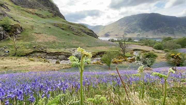 I took these photo on Saturday after painting at Newland’s pass summit, we decided to go and see the bluebells, I think this is the best time we have ever seen them!