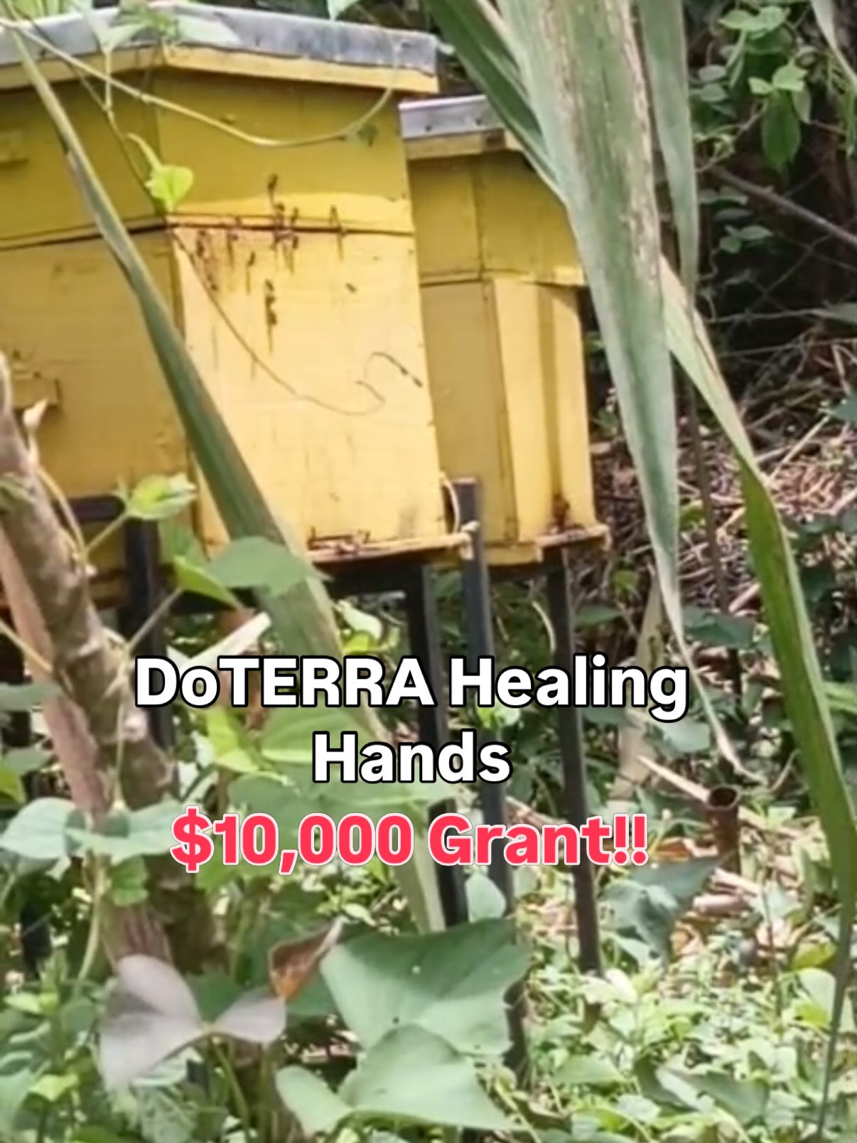 Thank you to the doTERRA Healing Hands Foundation for an incredible donation of nearly $10,000 to our beekeeping program! 🐝🍯
Because of this support, we’ve been able to purchase ALL the equipment needed to extract, process, and jar our honey AND we’re just ONE month away from our first large harvest!
Even better? Every dollar from this program goes directly to supporting the Lifting Lives children’s home and expanding our beekeeping initiative, training and equipping local beekeepers to build sustainable income and support their families.
This is impact that multiplies. 💛
#Gratitude #DoTERRAHealingHands #LiftingLives #SocialImpact #purehoneypurepurpose