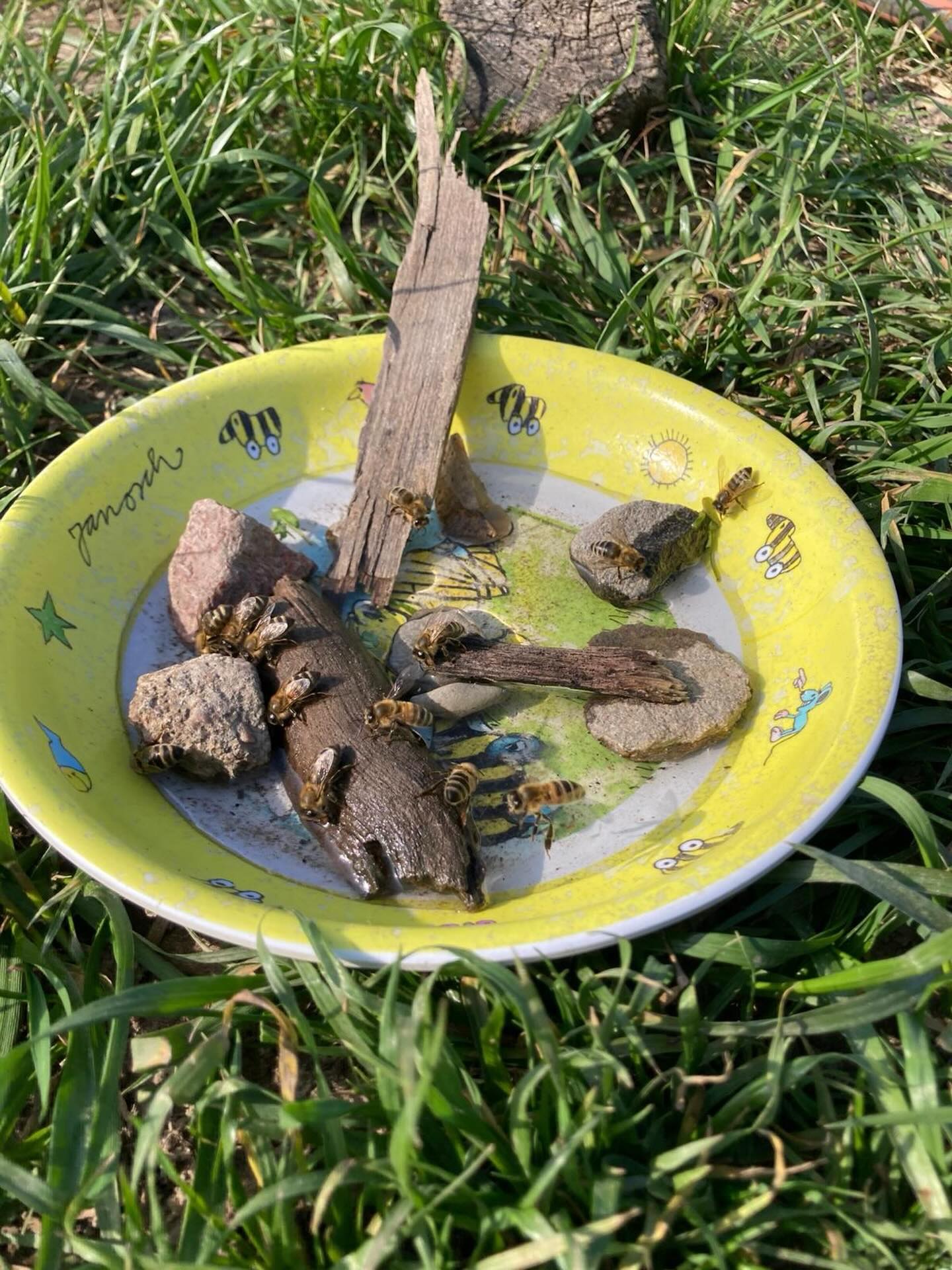 An heißen Tagen ist es wichtig, auf dem Feld ausreichend Flüssigkeit zu sich zu nehmen. Unser Gartenteam hat ein Auge darauf, dass auch die Bienen diese lebenswichtige Aufgabe wahrnehmen können.