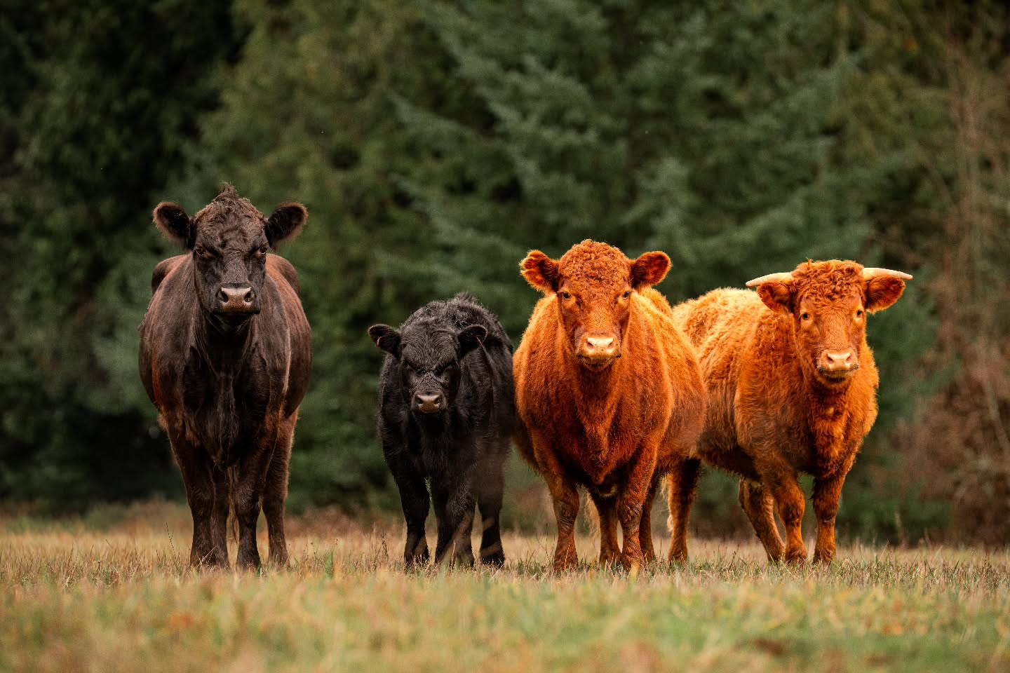 We don't have cows, but it's a full moon kind of Friday, and if we did, we are pretty sure they would be loose somewhere outside the fence.
It's been one of those days.
Check on your metaphorical and real life fences everyone!