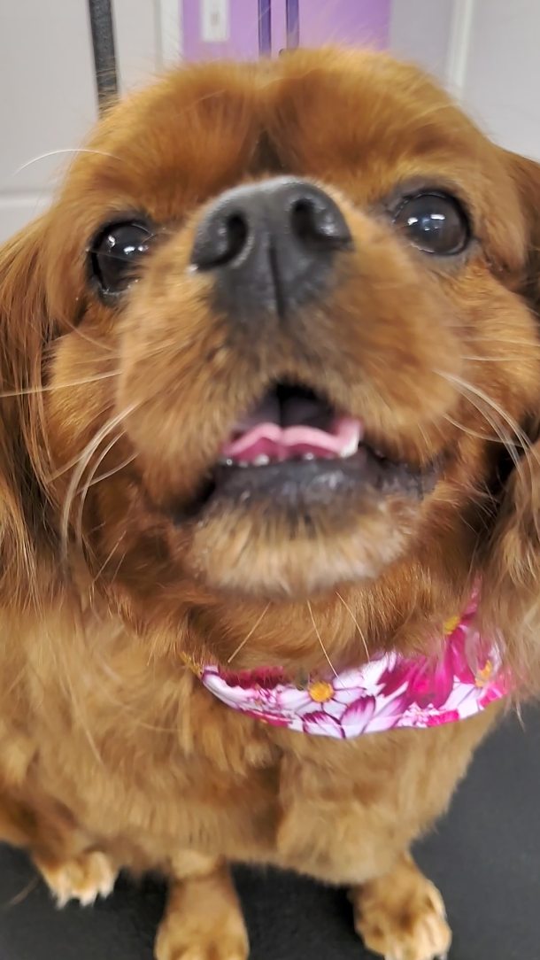 Abi is Charley’s sweet sister and just as adorable ✨🐾 Soft ears, gentle eyes, and that fresh spa-day glow make her impossible not to love.
#cavalierkingcharles #luxurydoggrooming #spadayfordogs #sanmarcostx #happydog