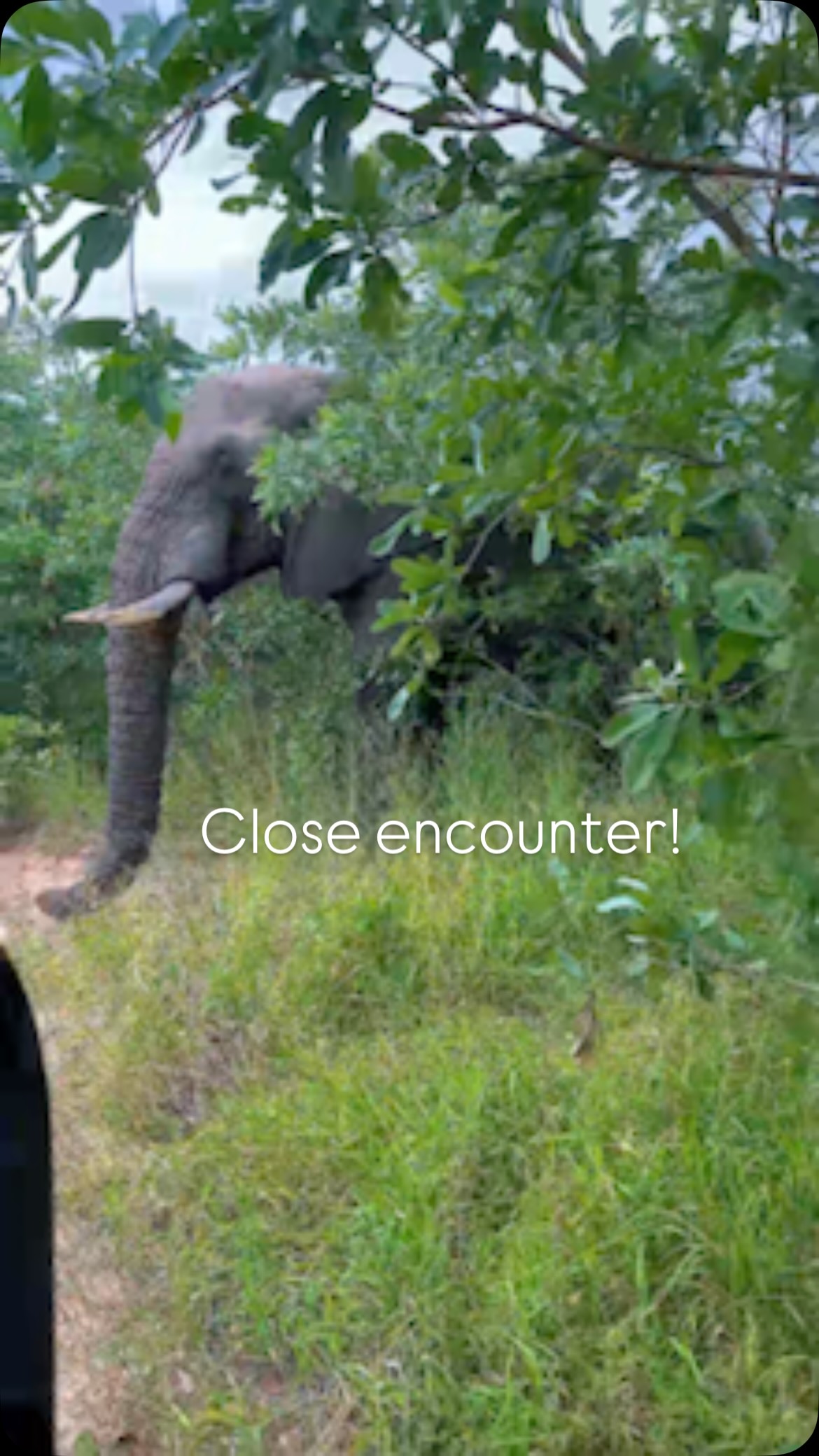 Talk about a close encounter!
This massive elephant bull made it very clear that we were definitely not invited to the viewing party.
He came so close you could actually smell the musth. That musky scent, called musth, is caused by a surge in testosterone in healthy male Elephants, it’s clear a signal to other Elephants (and humans) to stay away! Elephants Bulls in musth are highly restless, agitated, and aggressive.
It’s nature’s way of telling you to give them some serious space, which is exactly why we high-tailed it out of there!
Have you ever experienced that scent for yourself?
#safari #africansafari #wildlifeofsa #wildlifesafari #wildlifeofinstagram
krugernationalpark thornybushgamereserve luxurysafari luxurysafarilodge travelsouthafrica southafricasafari big5 conservation thisissouthafrica soulful_moments wildlife
