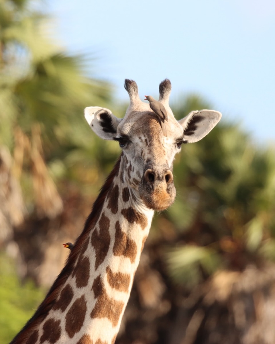 Discover the magic of the African Savanna with Porini Camp. The camp is located at the beho beho river within Nyerere national park.
The park is Tanzanias largest national park. An area of the size of Switzerland!