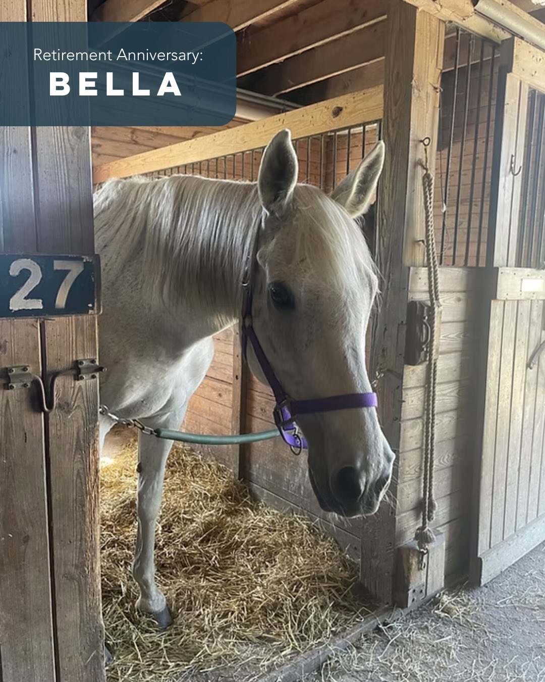 This month, we celebrate five special farm-versaries: Bella, Diamond, Duke, Gus, and Paseana! 🐴💚 Visit the farm to spend time with them and feed them treats from our gift shop. We are open daily from 10 am to 4 pm!