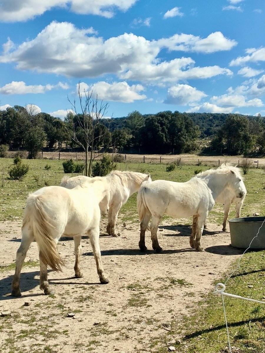 Sortir du cadre.
Se reconnecter à l’essentiel.
Les chevaux ne trichent pas.
Ils lisent, ressentent, révèlent.
Une expérience forte, pour ajuster sa posture et affiner son regard.
Merci Florence & Maëva.
@happy_liens_equicoaching @visequilibre
#leadership #equicoaching #developpementpersonnel #dirigeant #experience